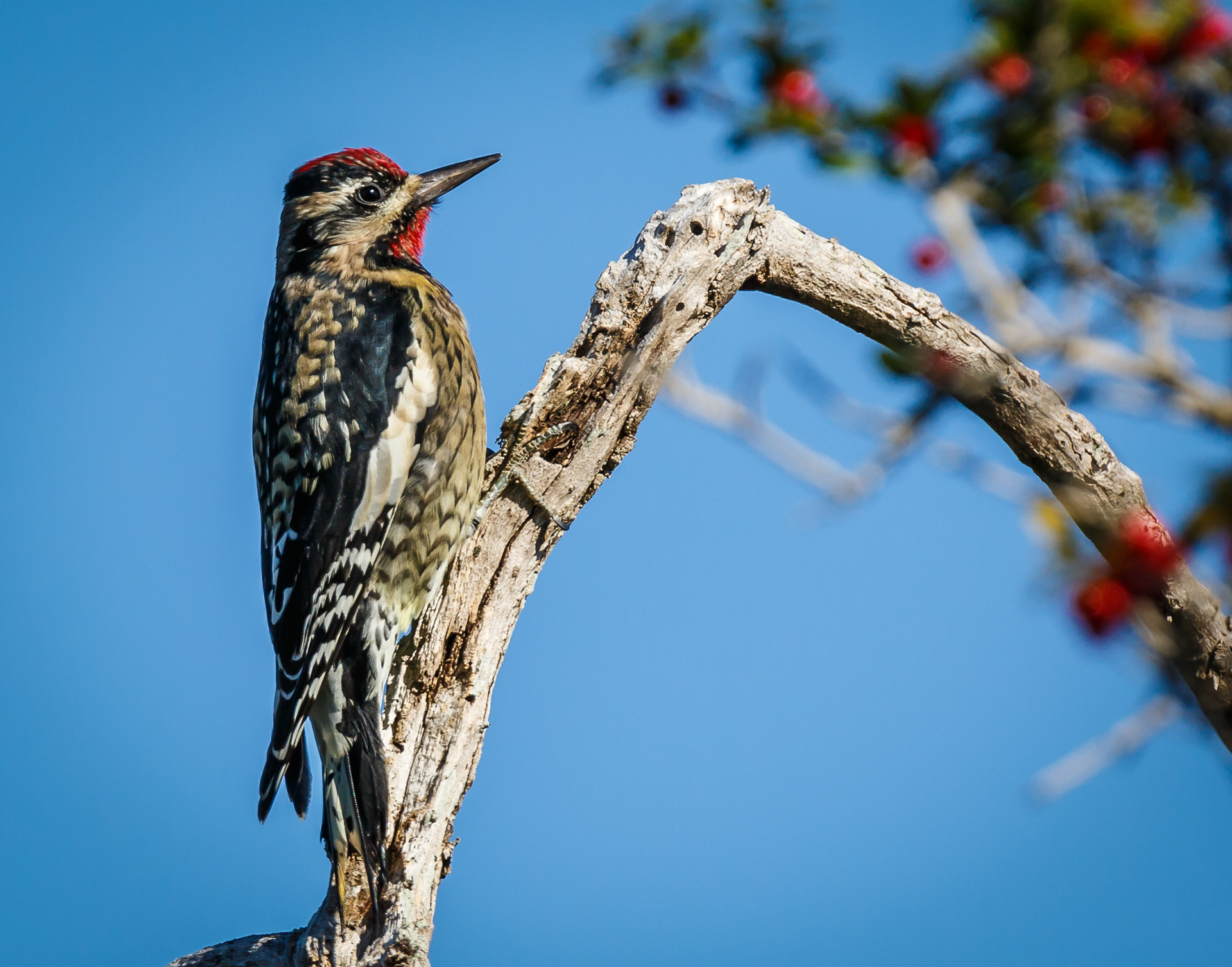 Yellow-bellied Sapsucker