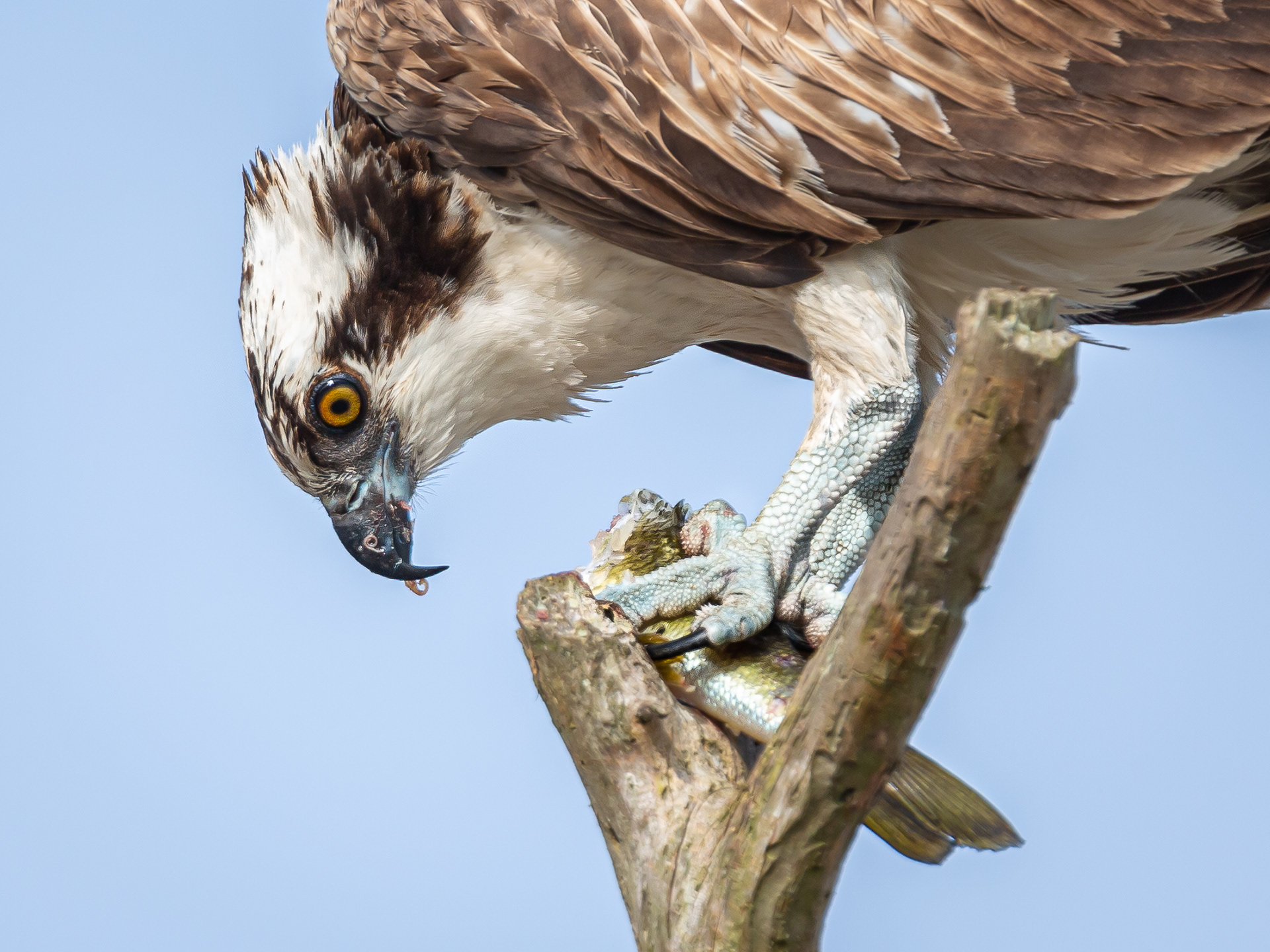 Osprey