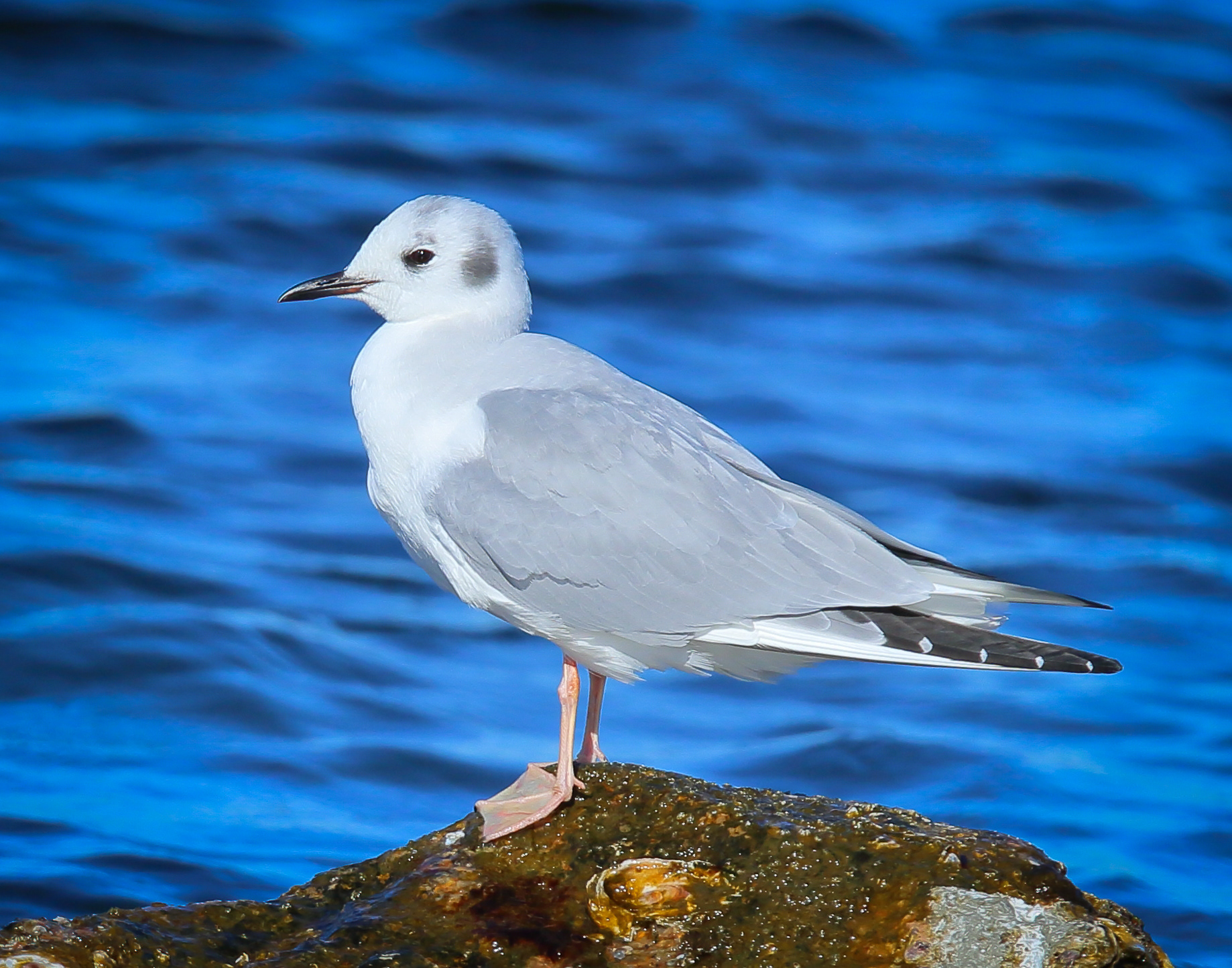 Bonaparte's Gull