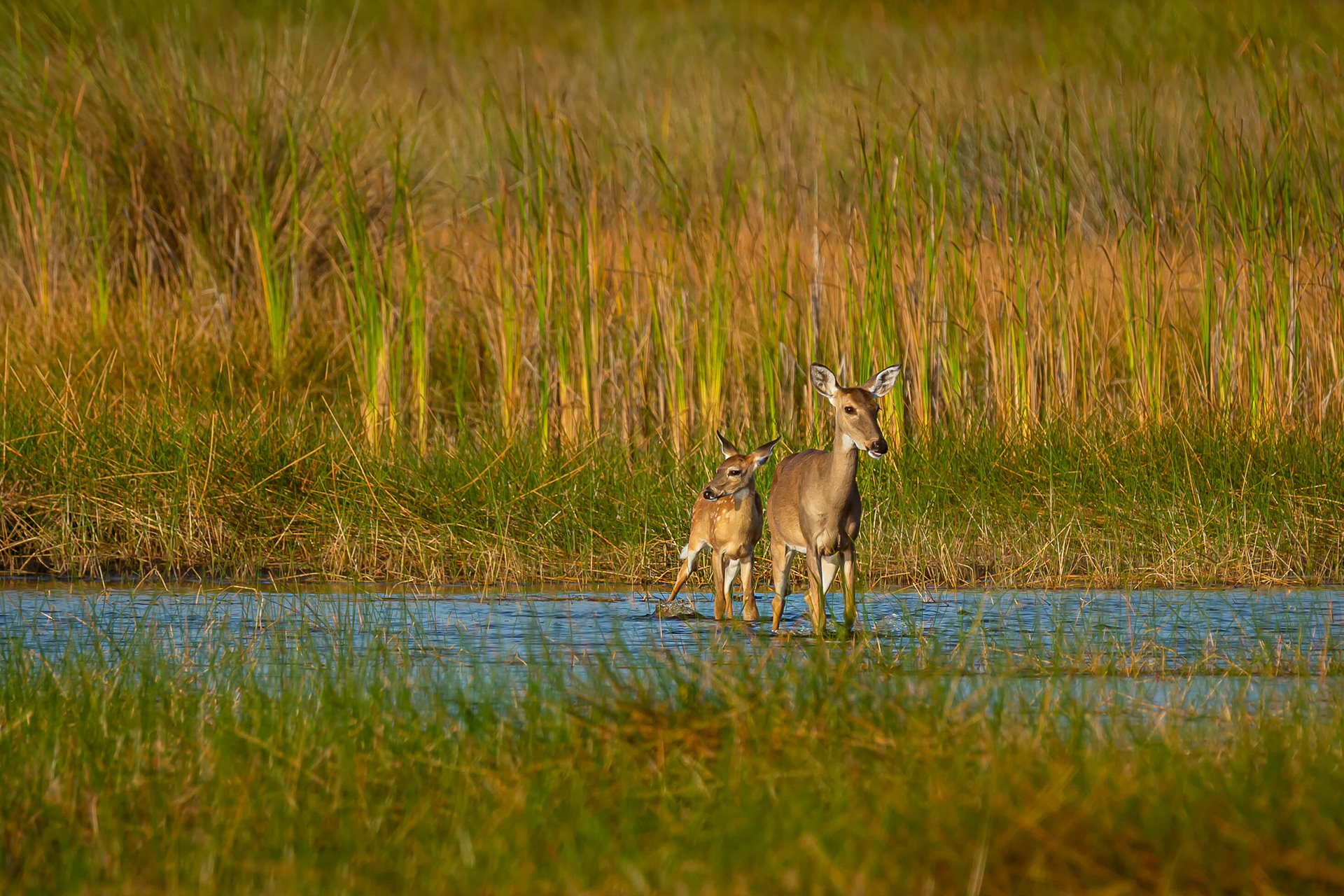 White-tailed Deer