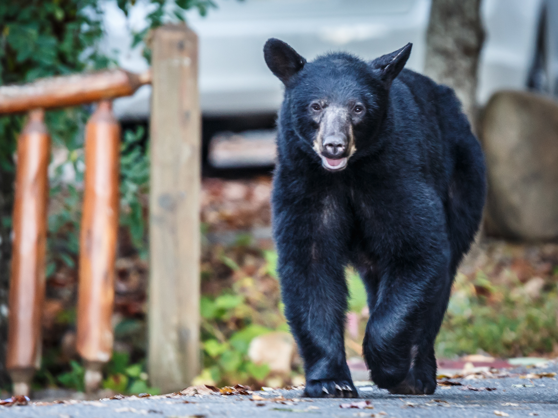 Black Bear