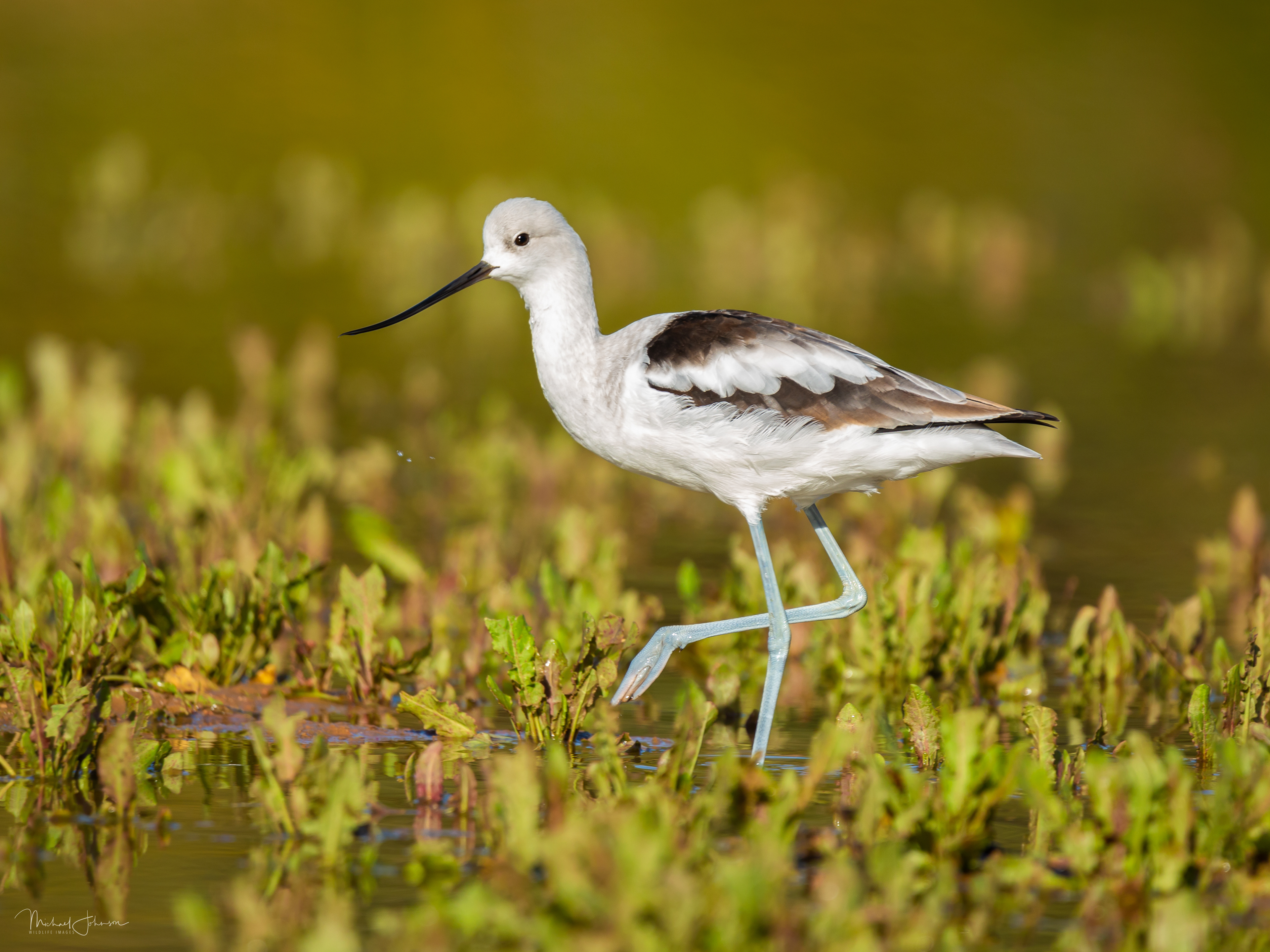 American Avocet