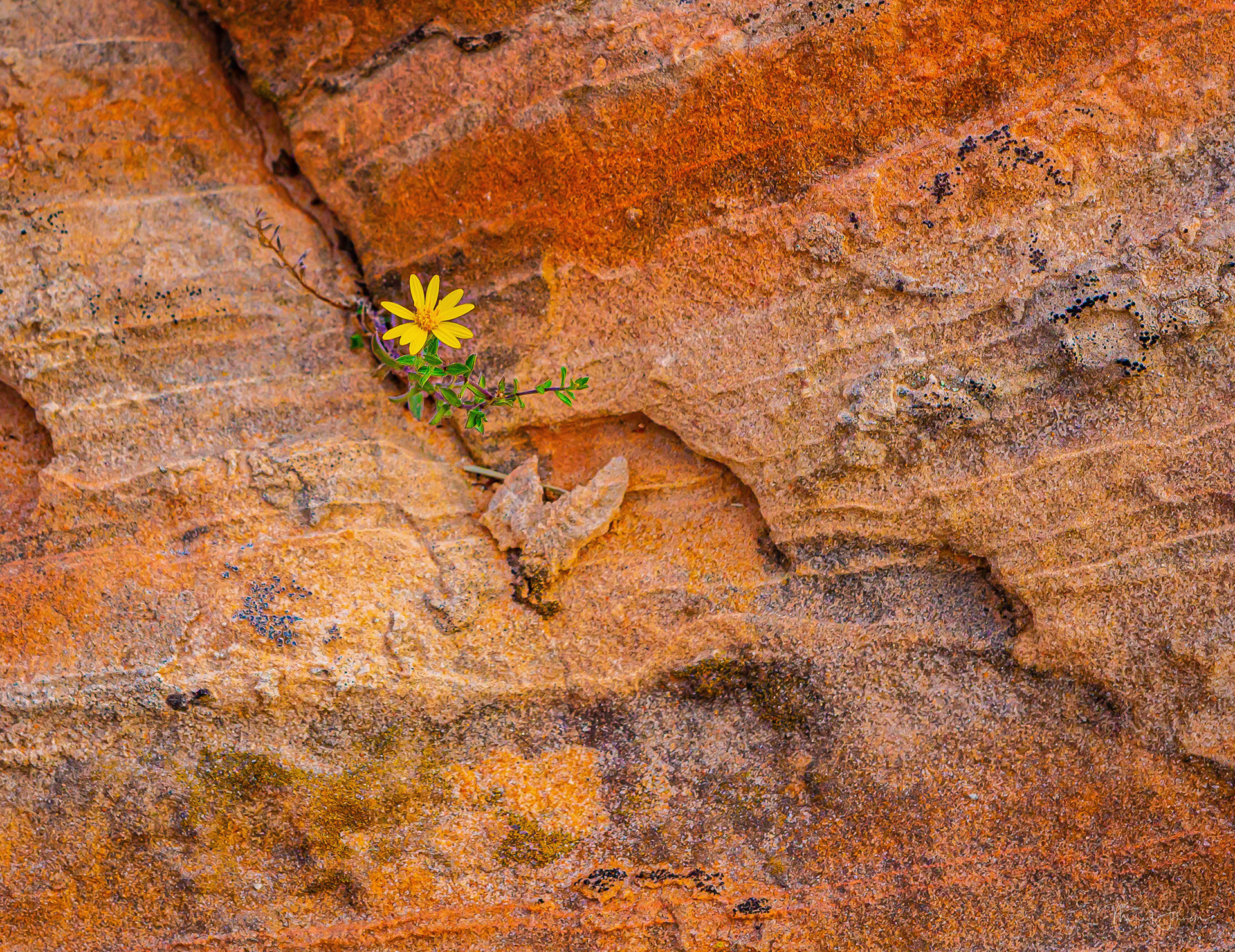 White Pocket Formation