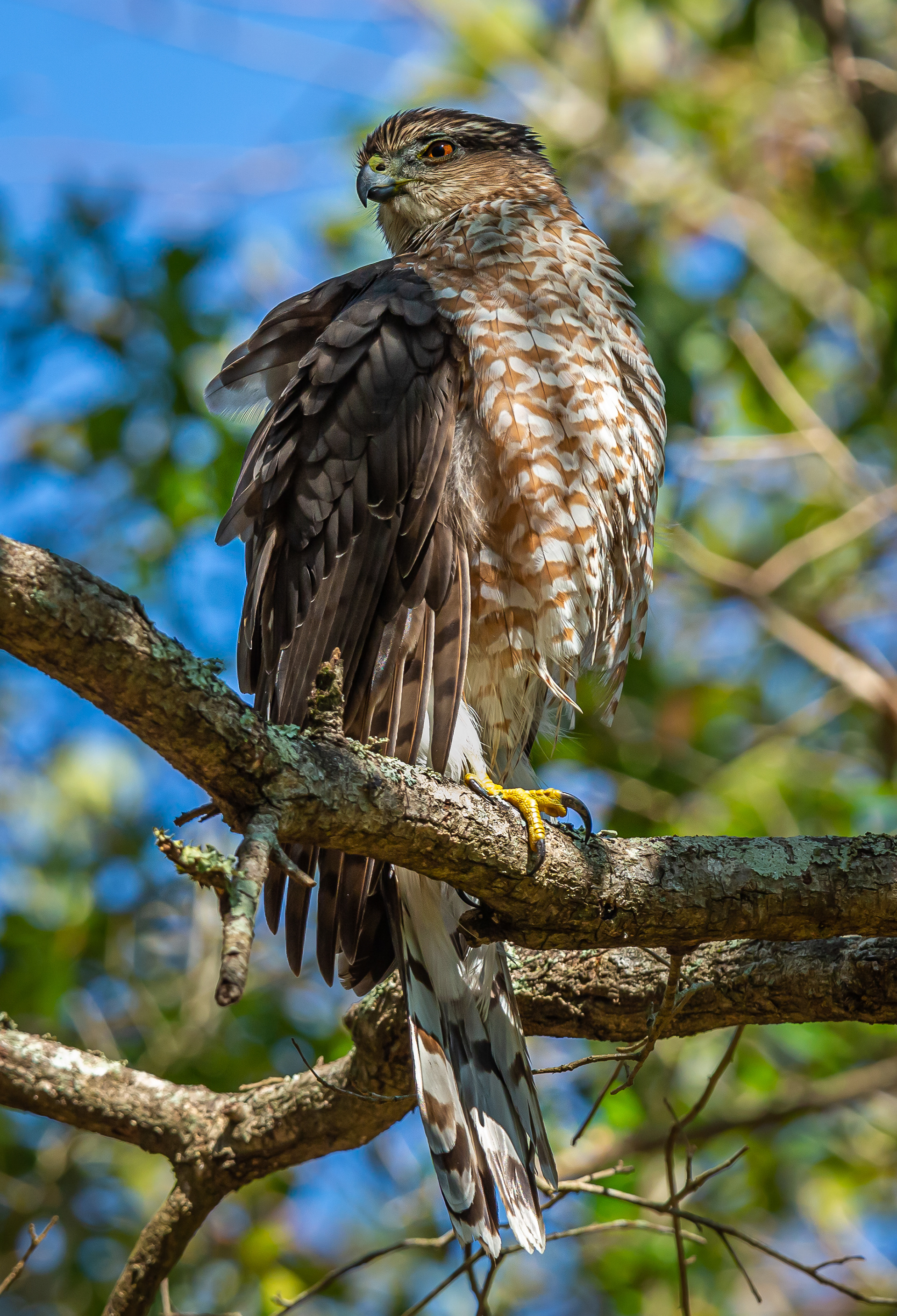 Cooper's Hawk
