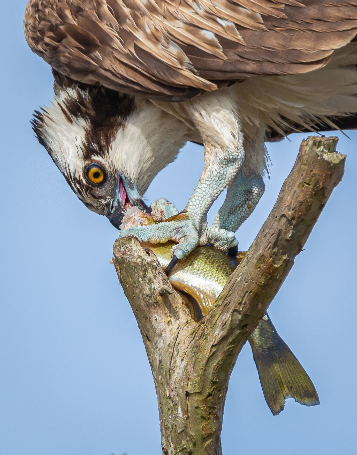 Osprey