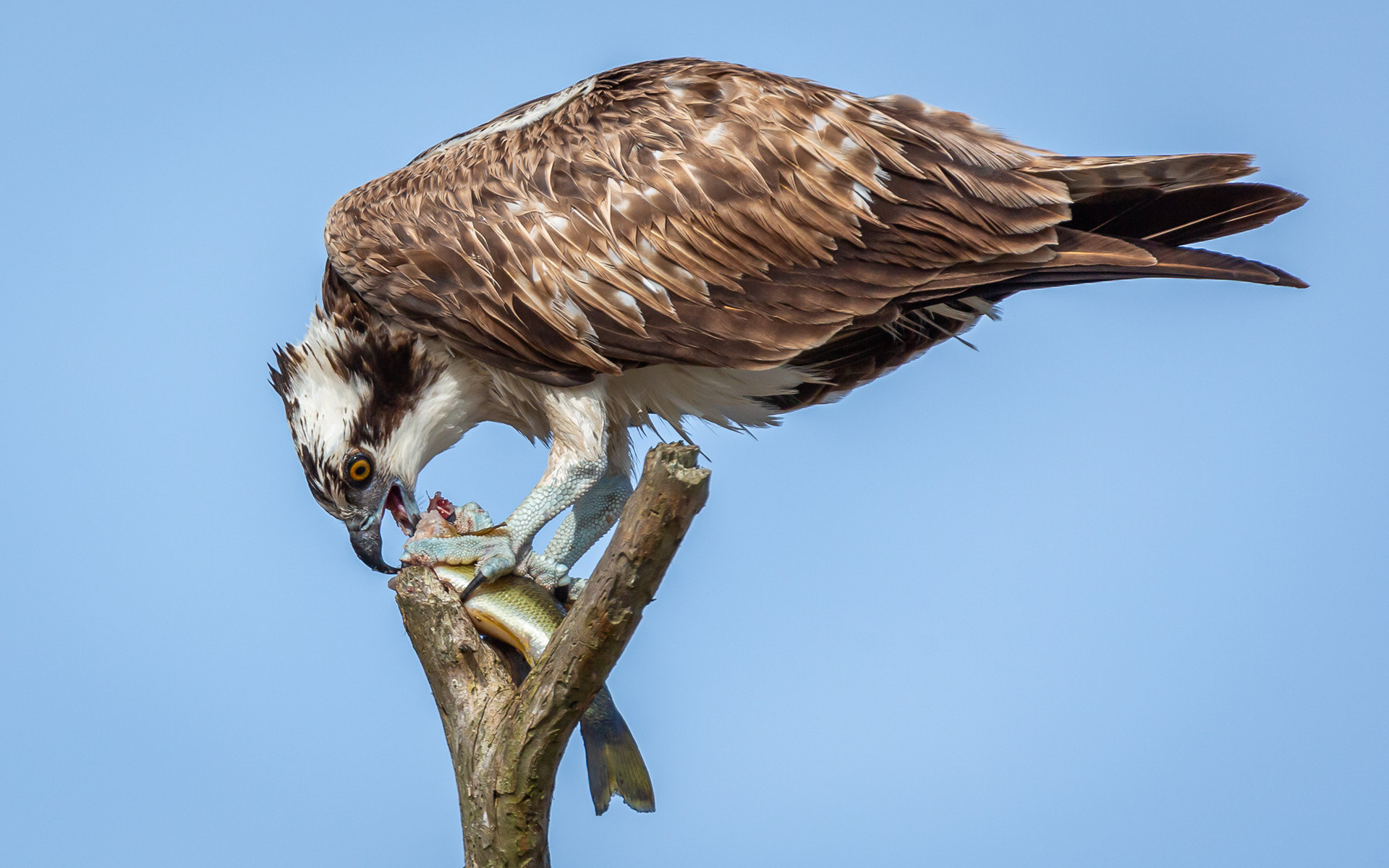 Osprey