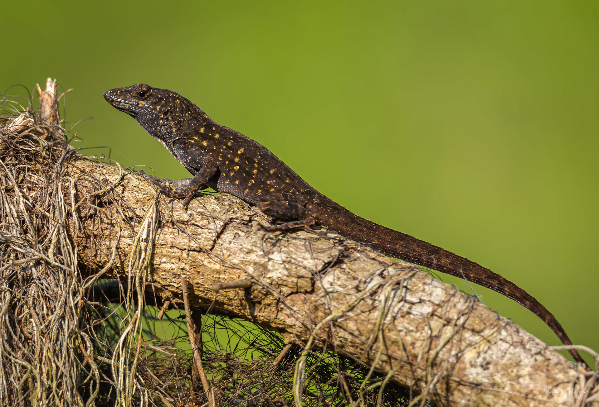Brown Anole