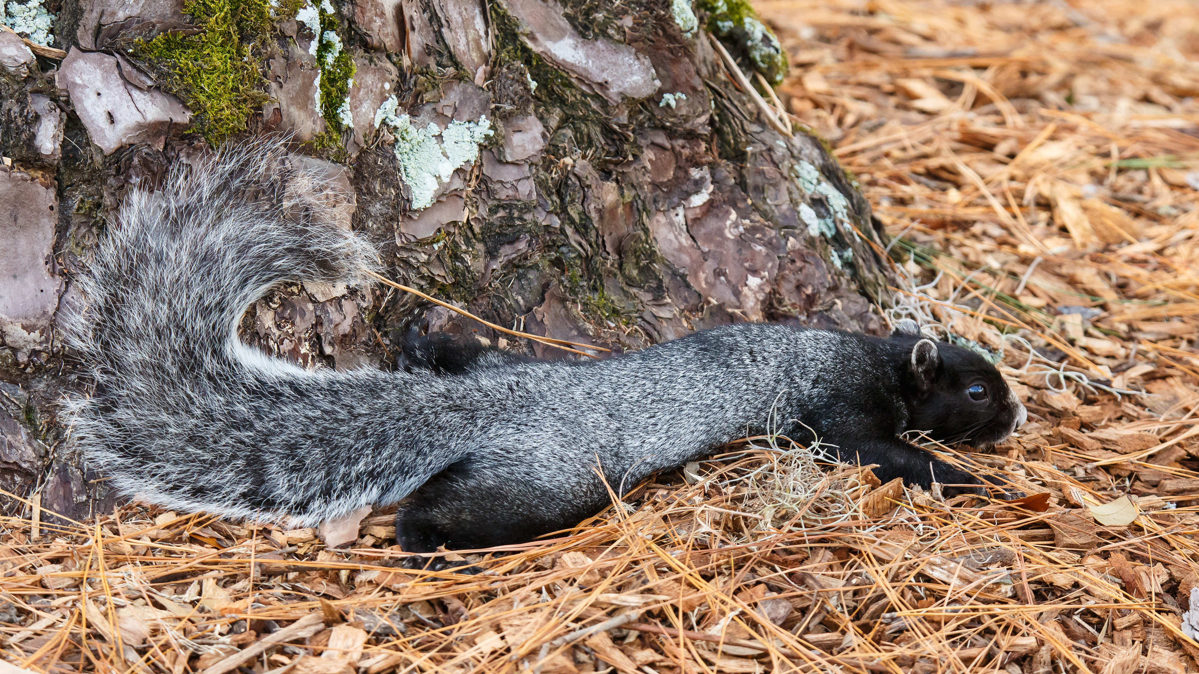 Grey Fox Squirrel
