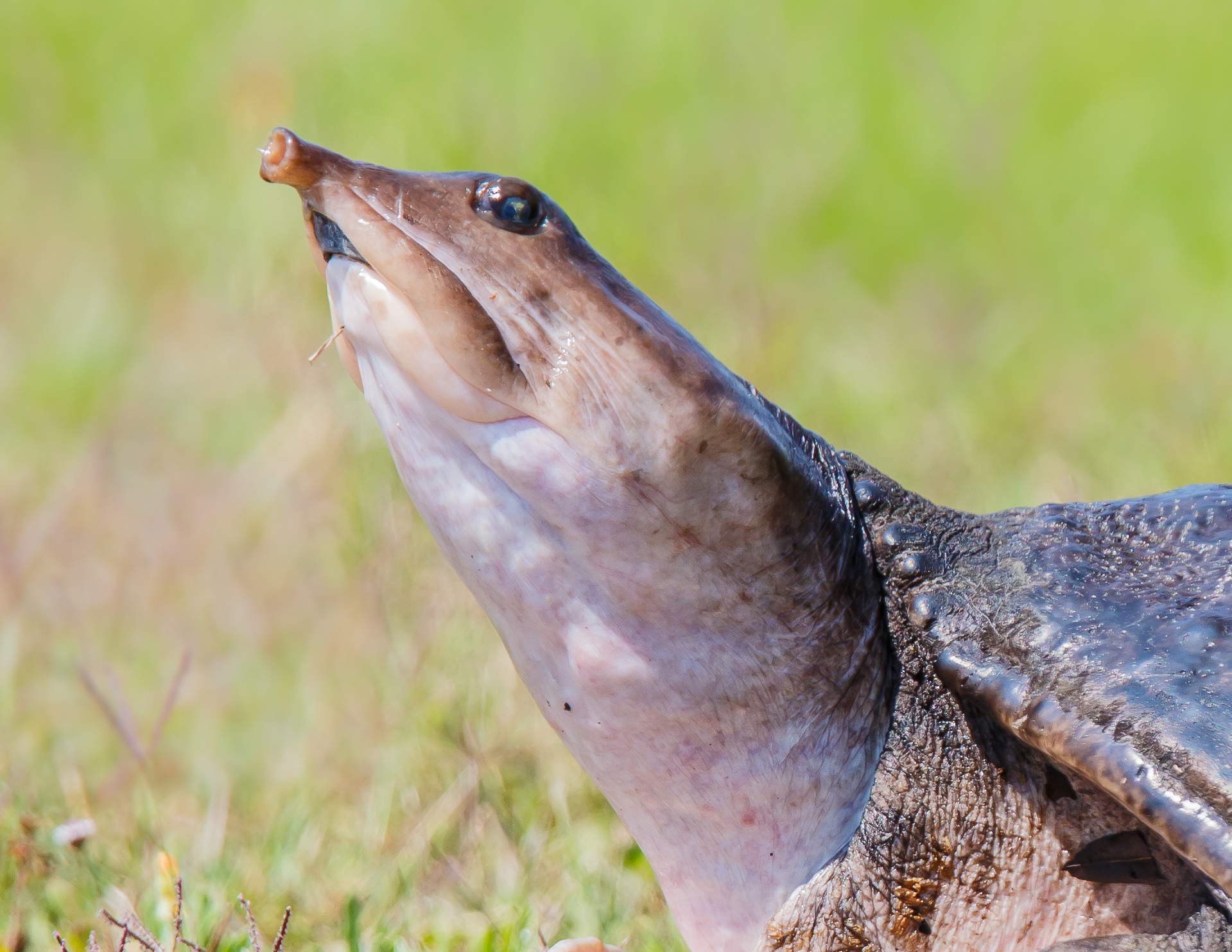 Softshell Turtle