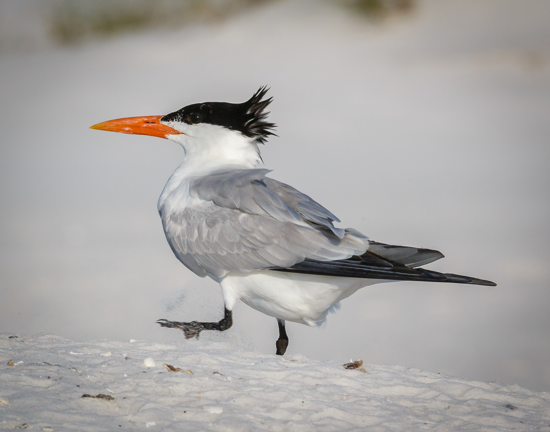 Royal Tern