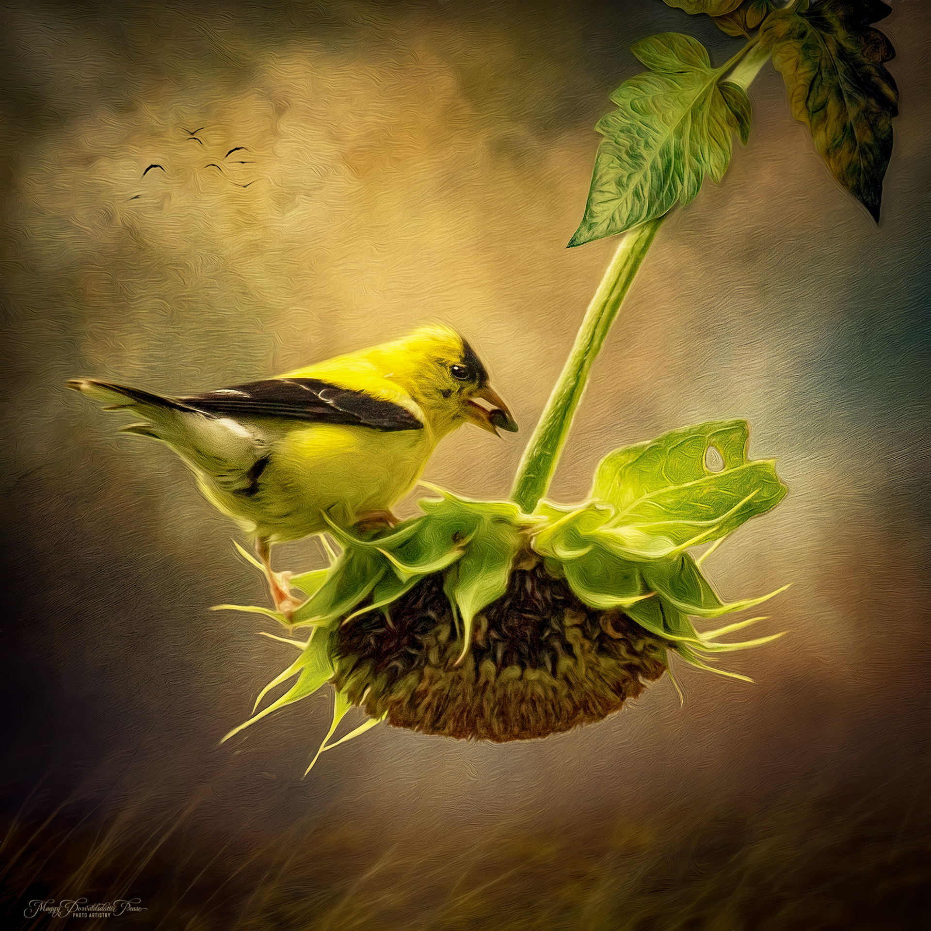 Goldfinch