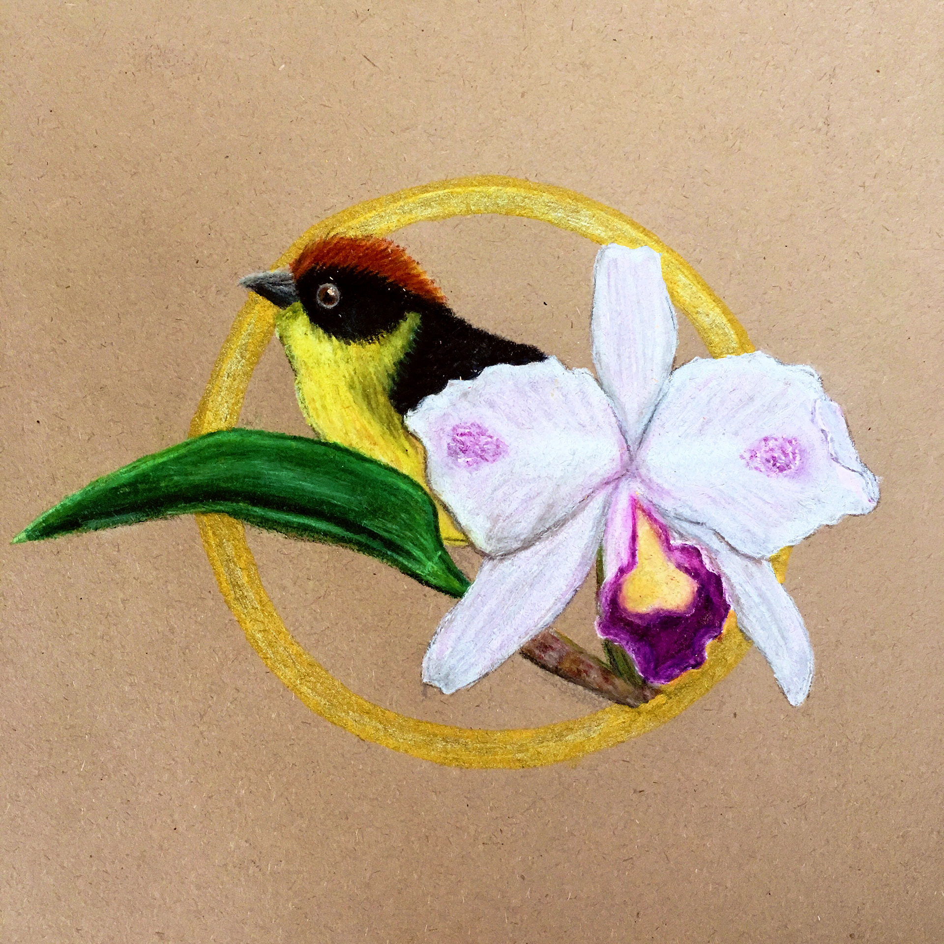 Orchid Cattleya trianae + Yariguies brush finch