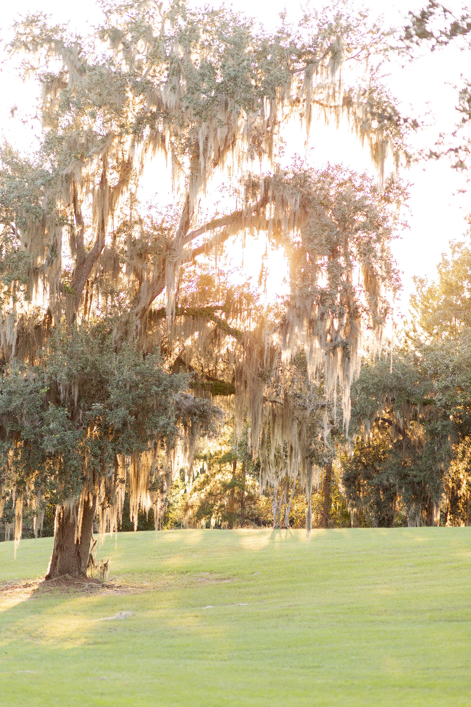 the grounds
