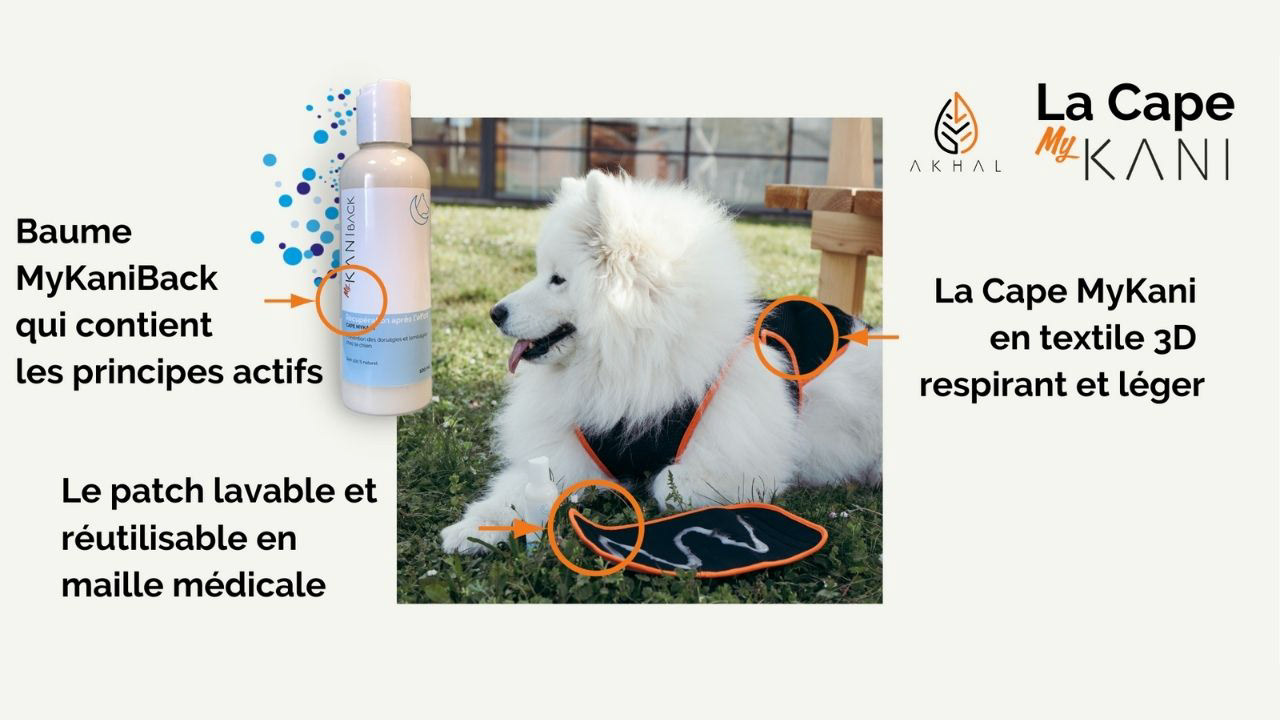 huiles-essentielles-arthrose-chien