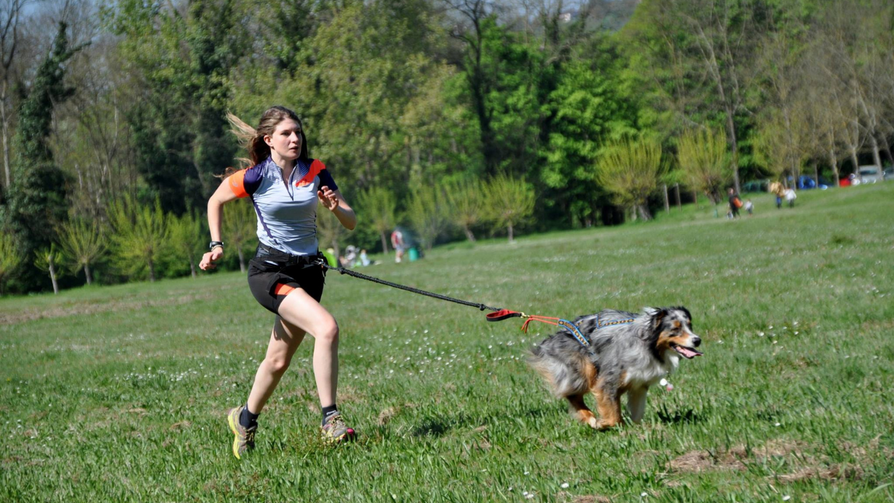 optimisation-recuperation-apres-effort-chien