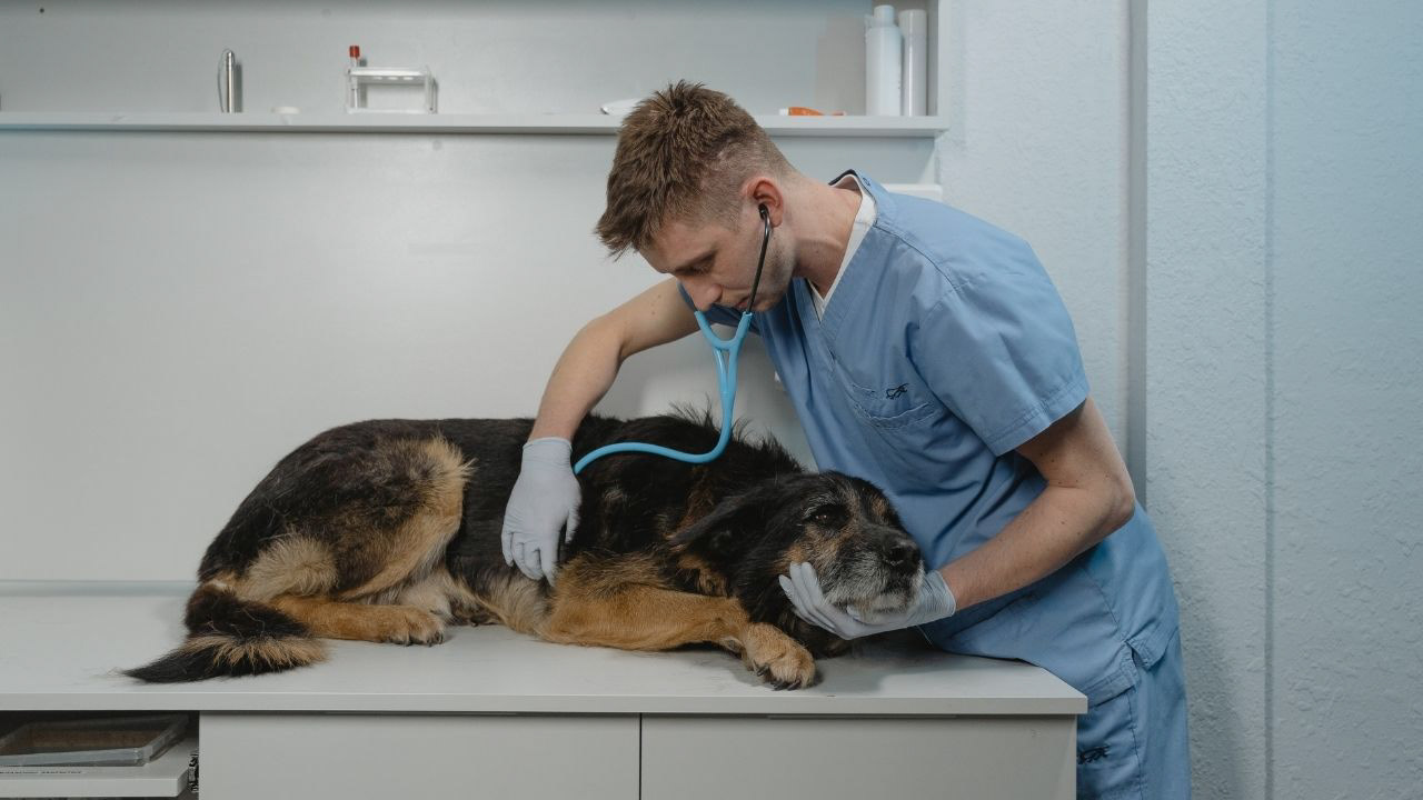 L'arthrose du chien : symptômes, prévention et traitement