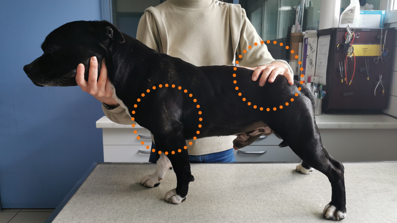 palpation-veterinaire-chien-dysplasie