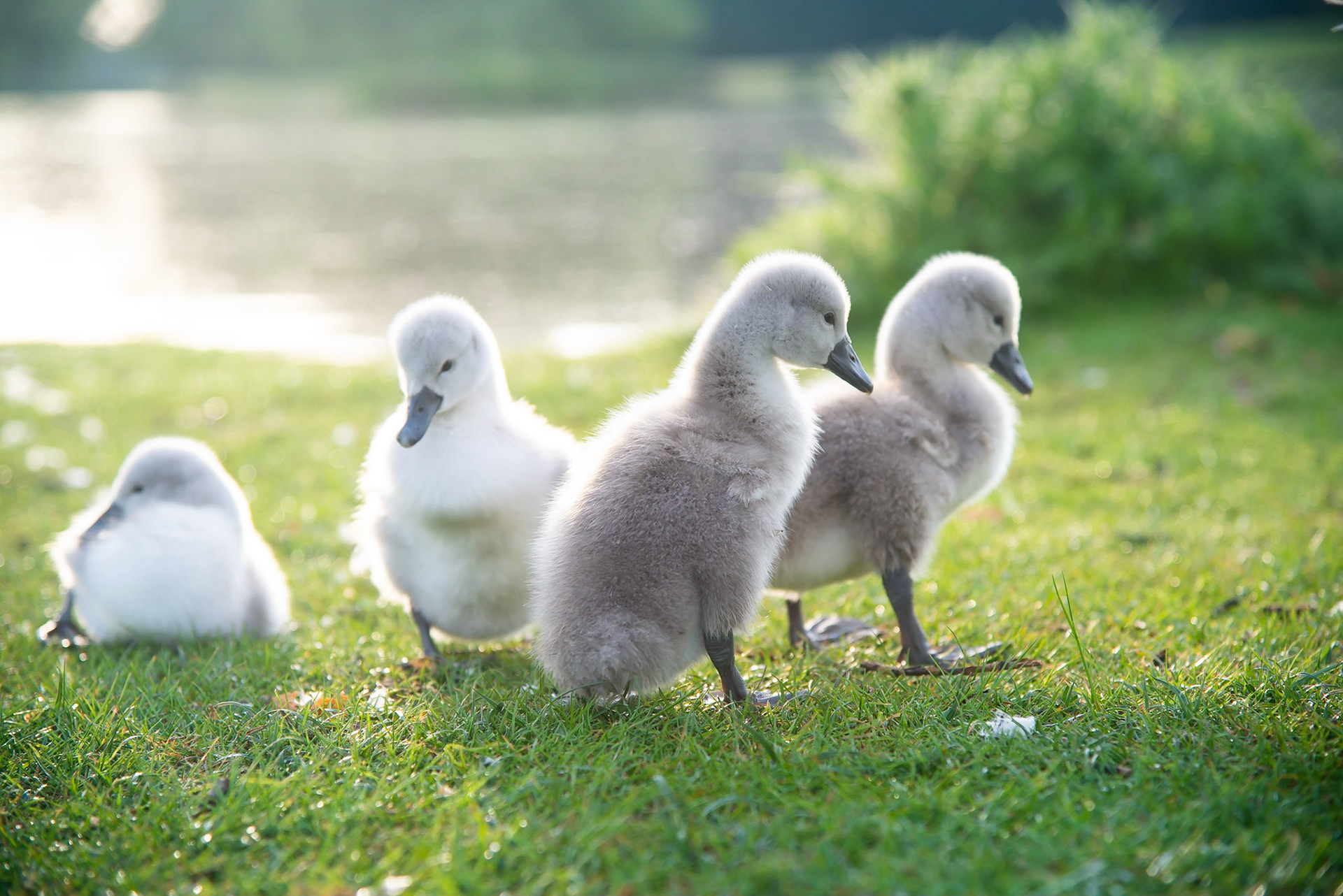 Cute Cygnets