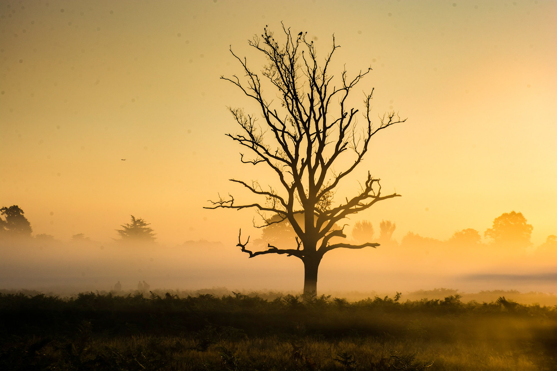 This is one of my favourite trees