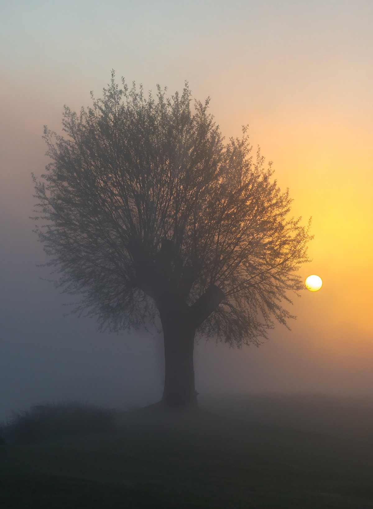 Sun peeping through the mist