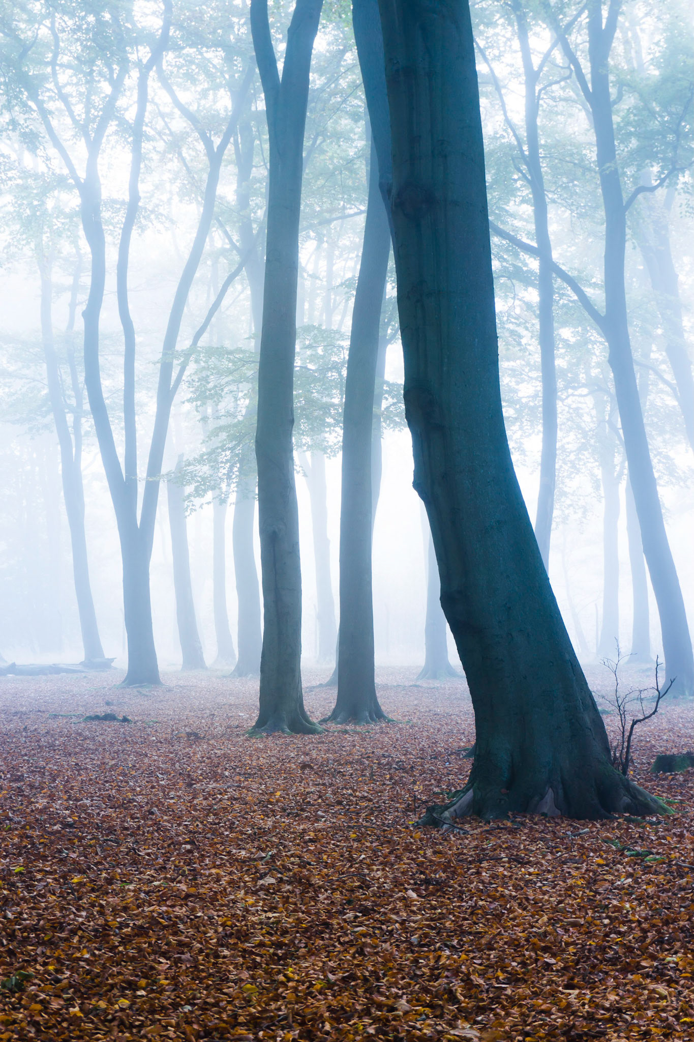 Mornings like this. What can we do in the Forest.