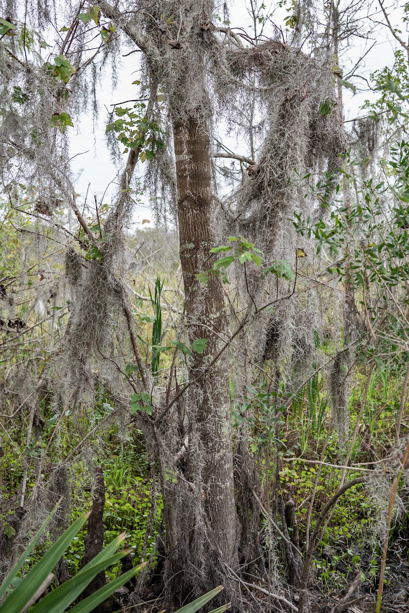 Barataria Preserve, Jean Lafitte National Park - New Orleans LA - by Alison Northway 2022