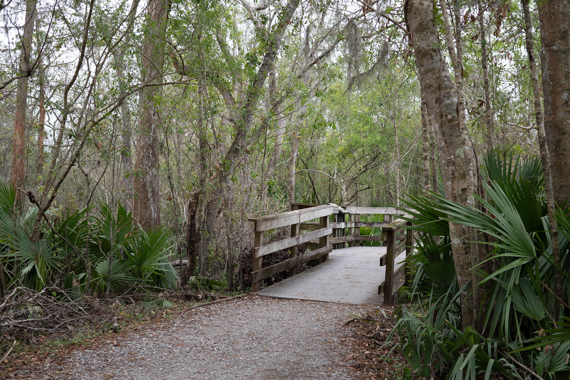 Barataria Preserve, Jean Lafitte National Park - New Orleans LA - by Alison Northway 2022