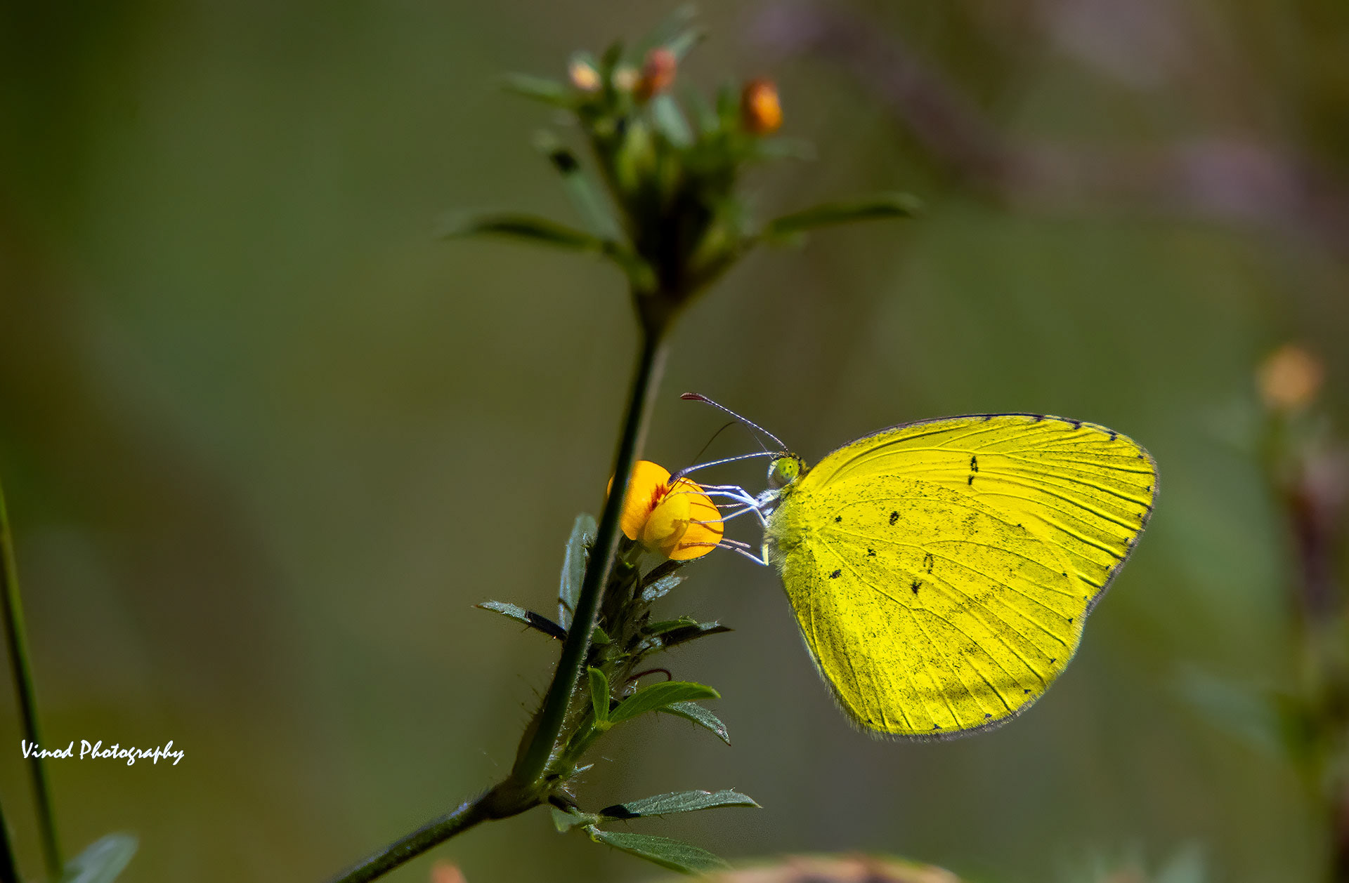 Common Grass Yellow
