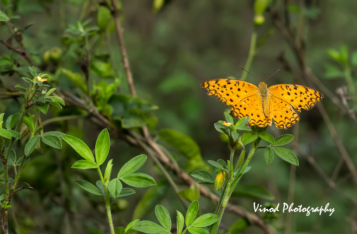 Common Leapord