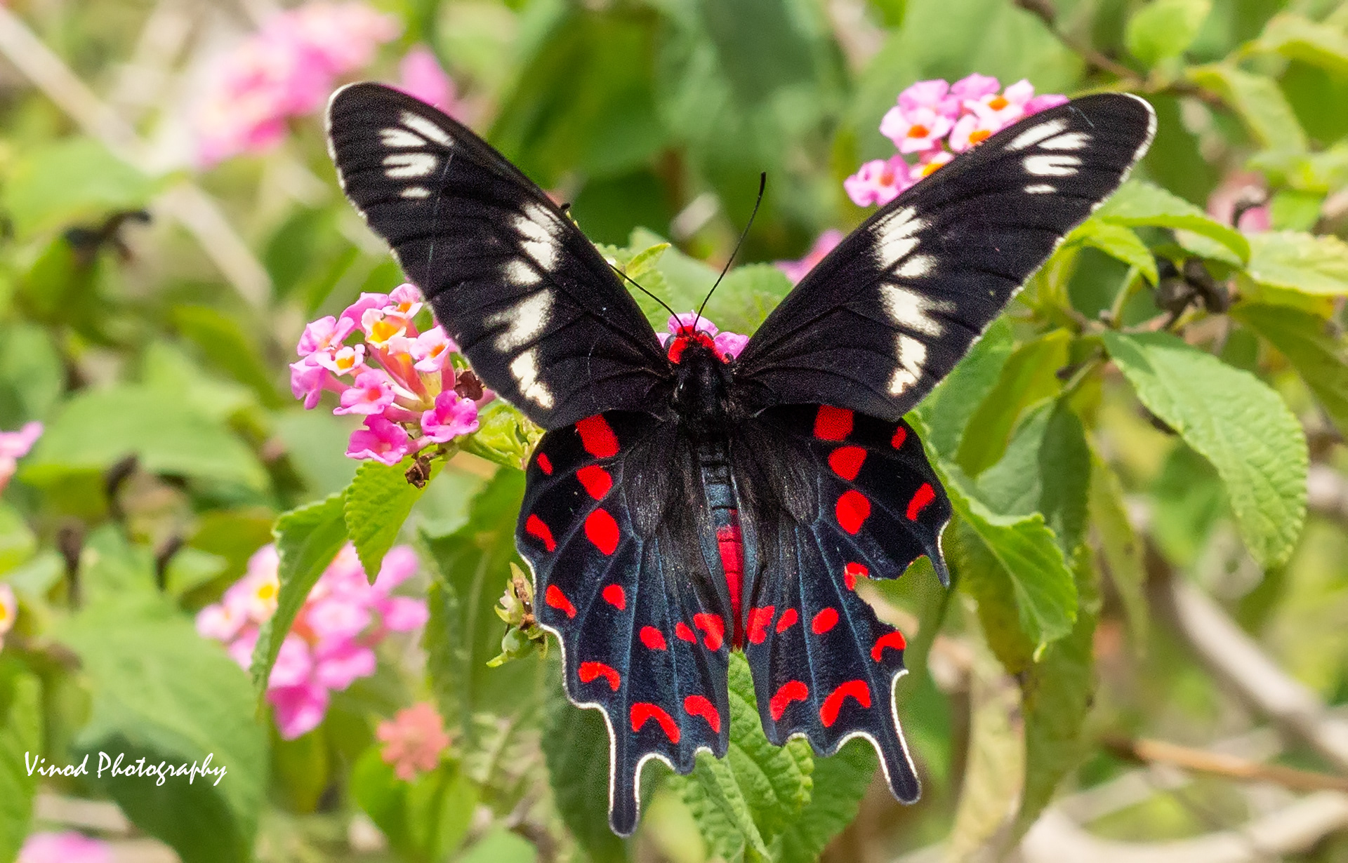 Common Rose