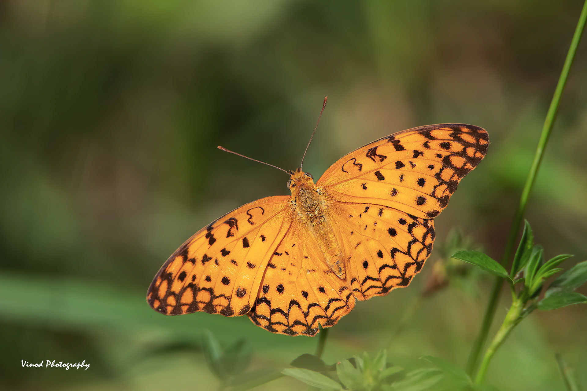 Common Leopard