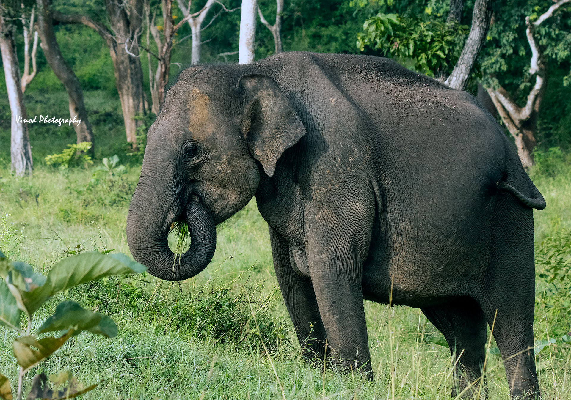 Elephant