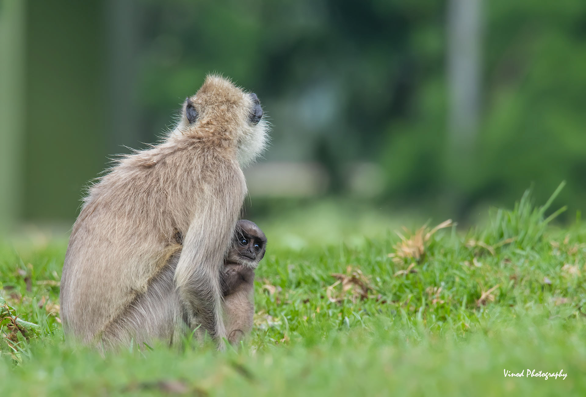 Hanuman langur