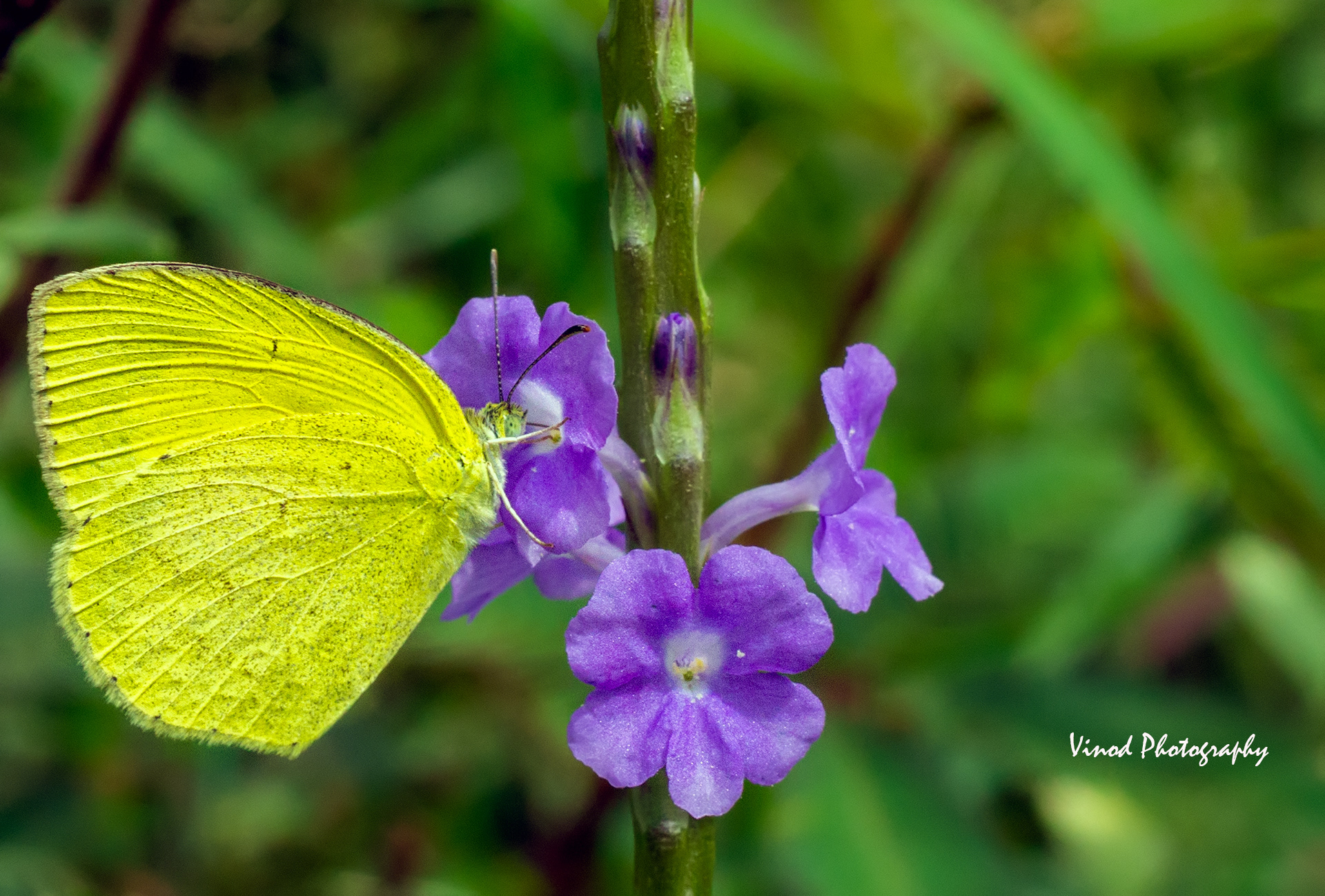 Common Grass Yellow