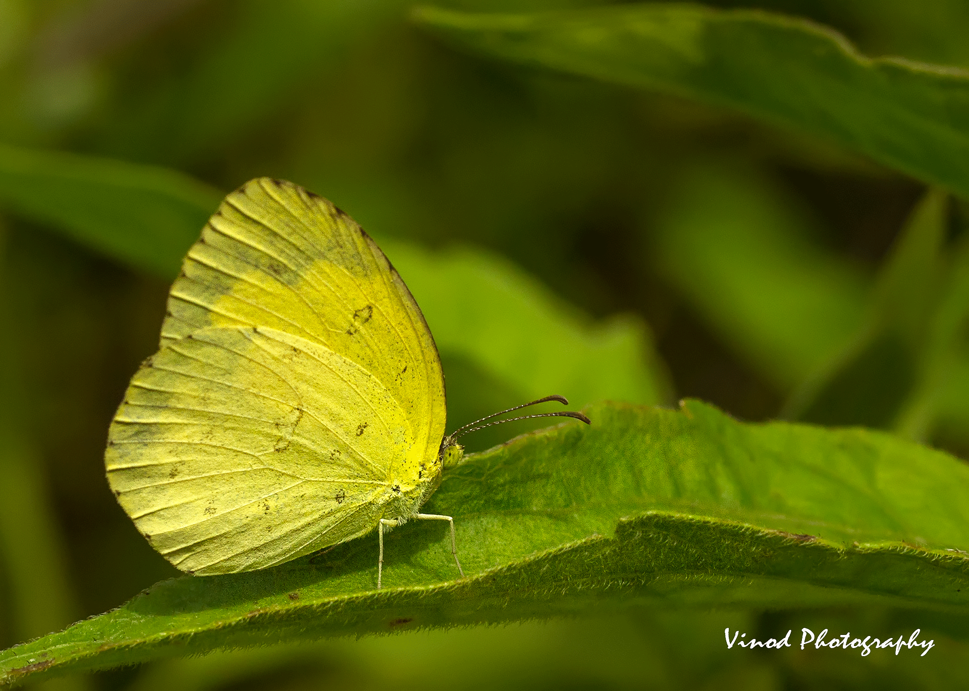 Common Grass Yellow