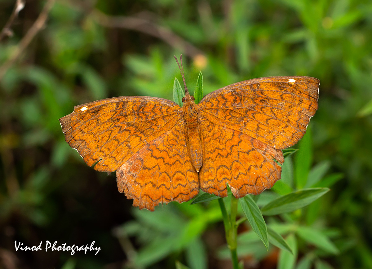 Common caster