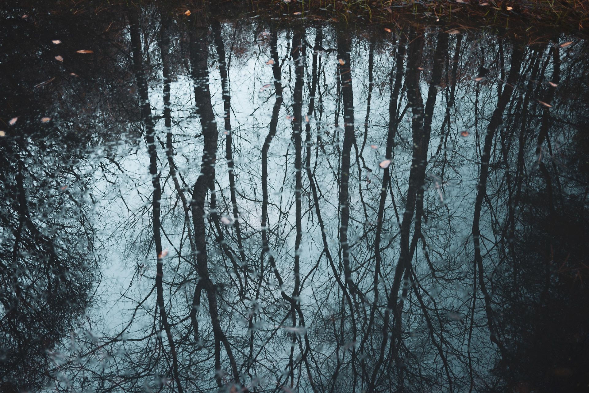 Forest Reflections