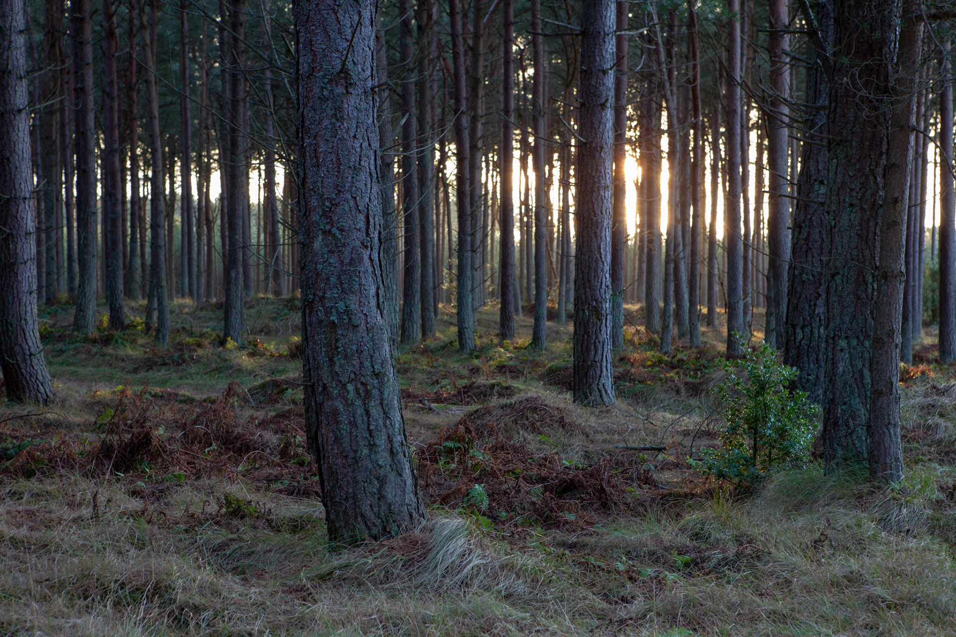 Tentsmuir Susnet