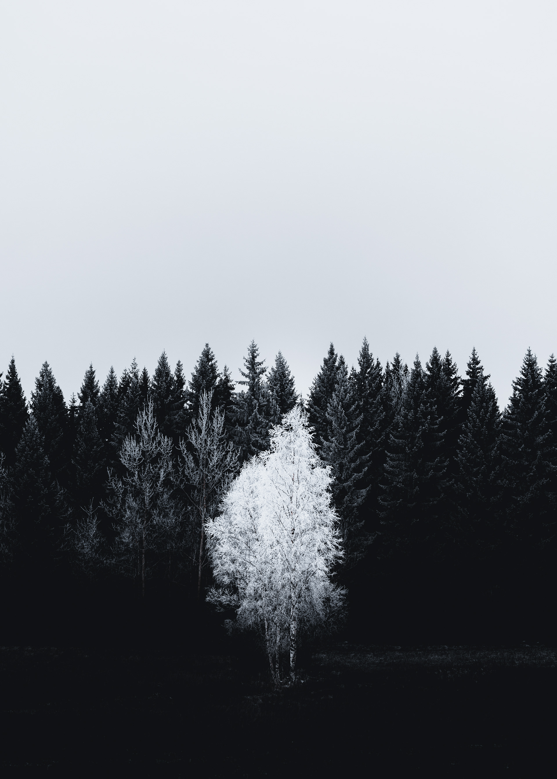 Frosted Tree