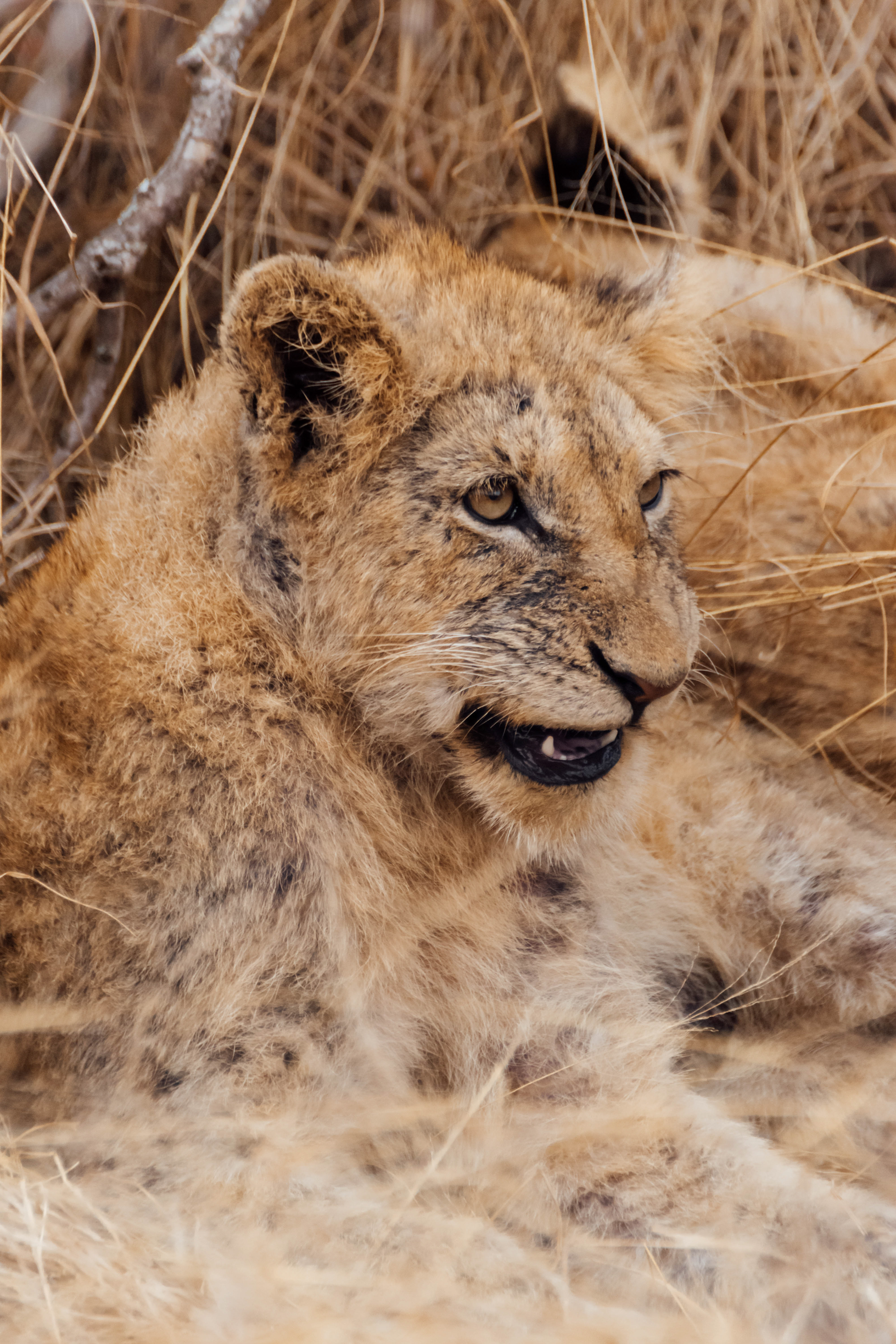 Kapama Private Game Reserve - Kruger National Park