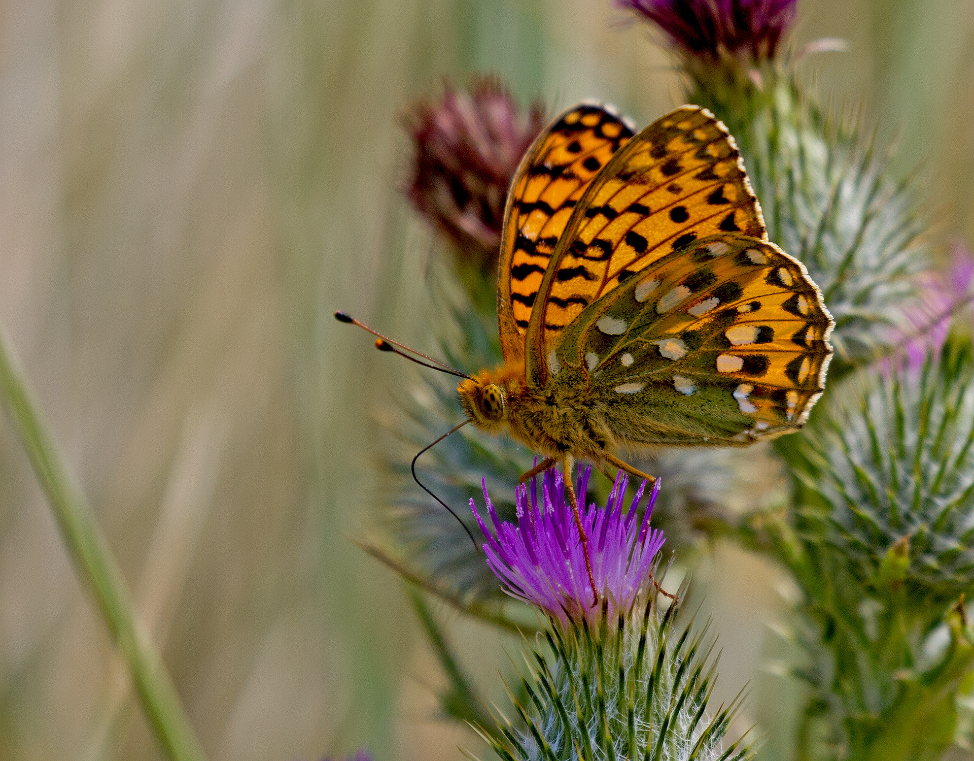 Stephen Batt - Cornish butterfly photos