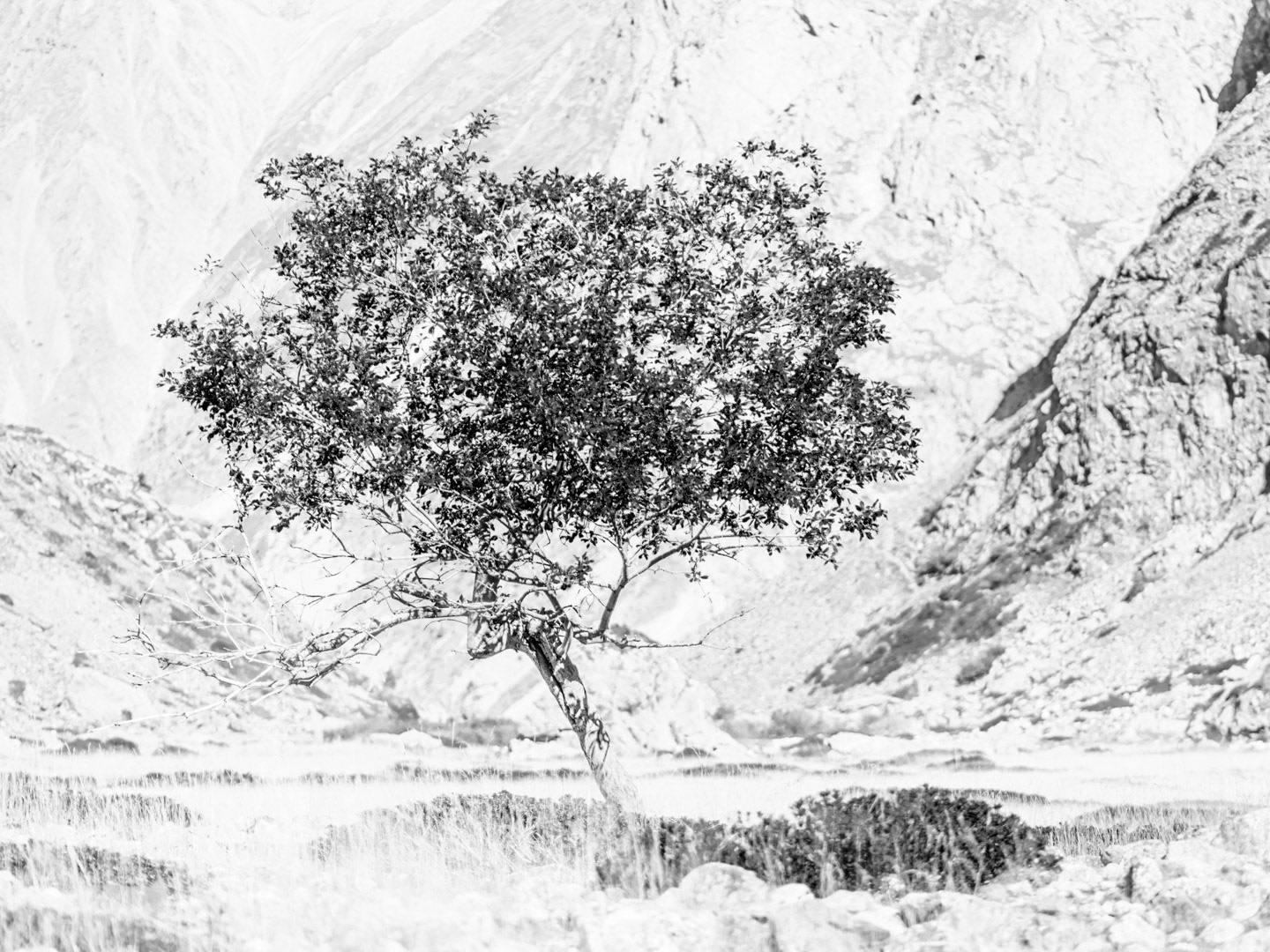 L'arbre de Marie-Ande