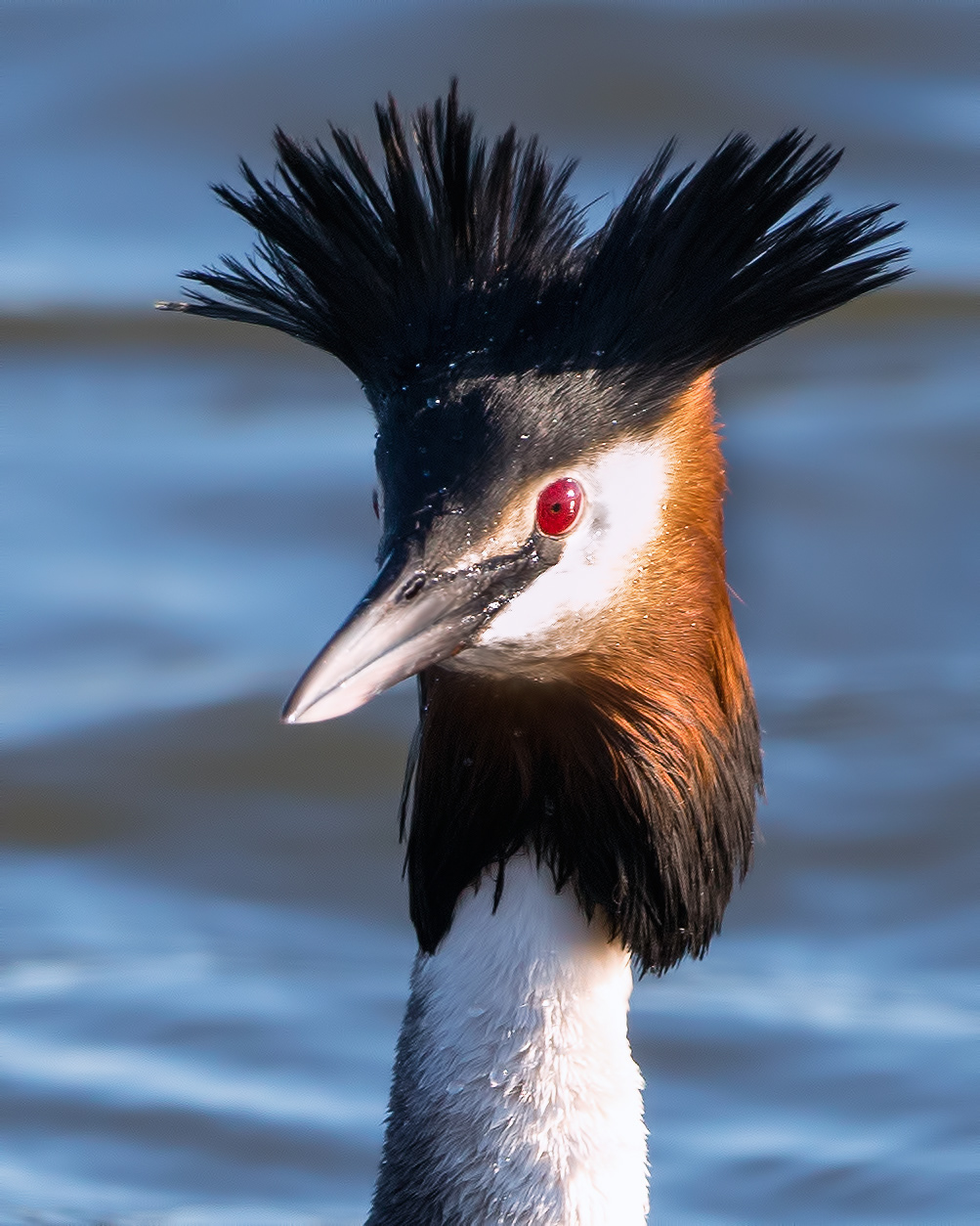 Great crested grebe showing off in mating season