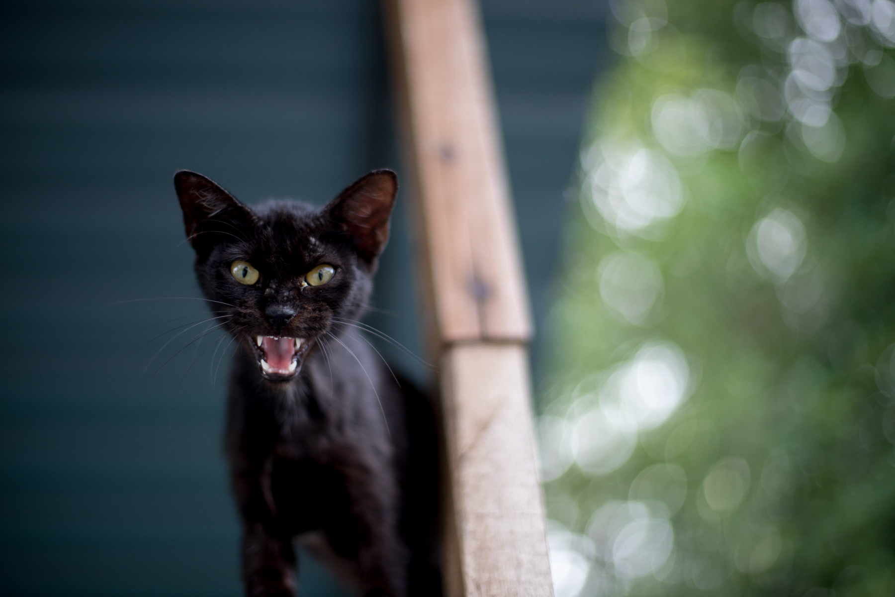 Cats of Penang #5