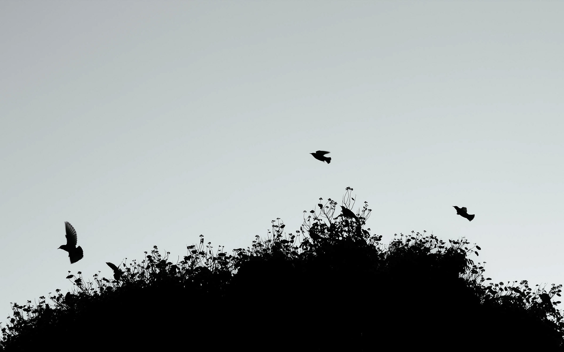 birds #2