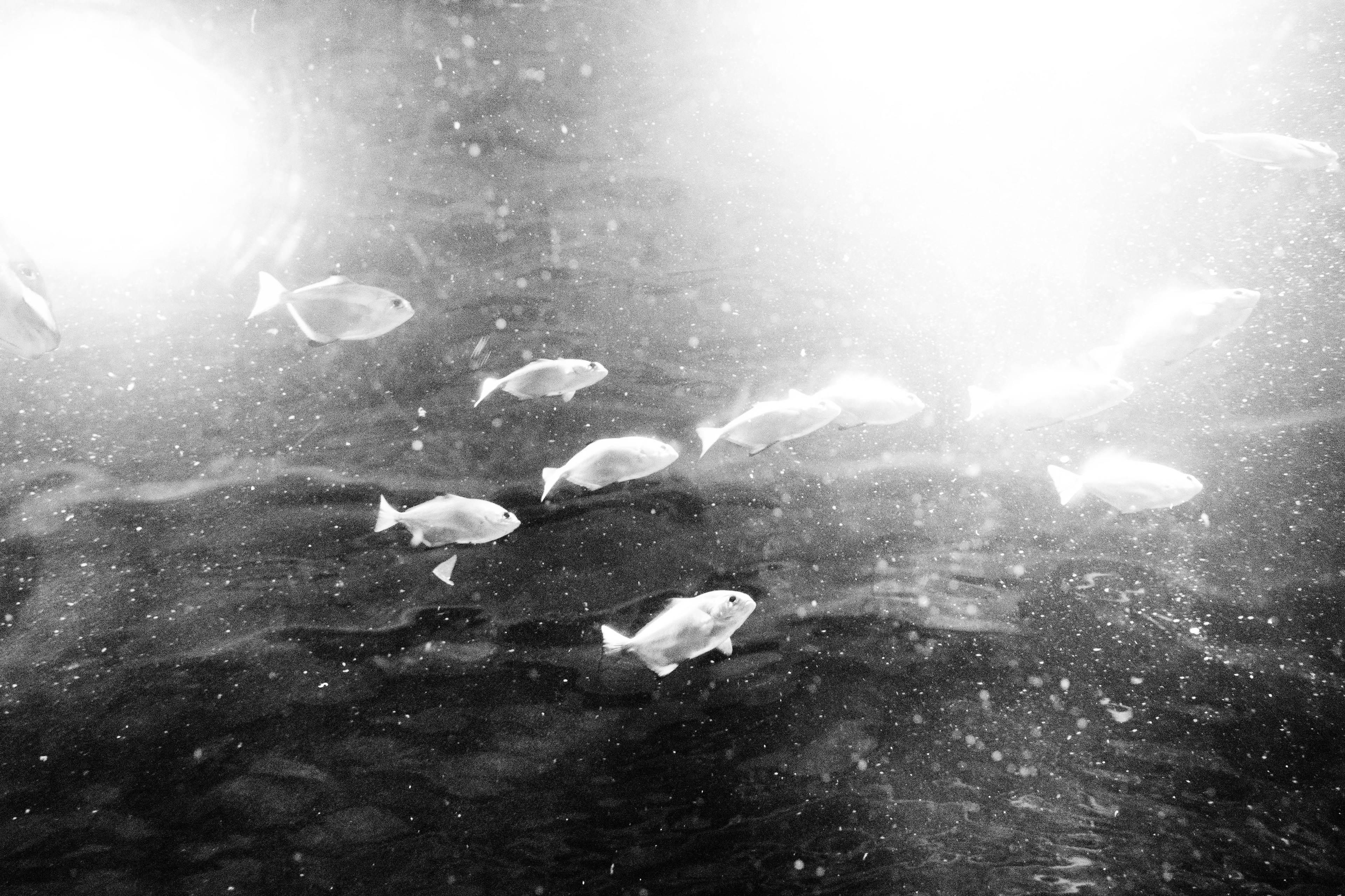 fish