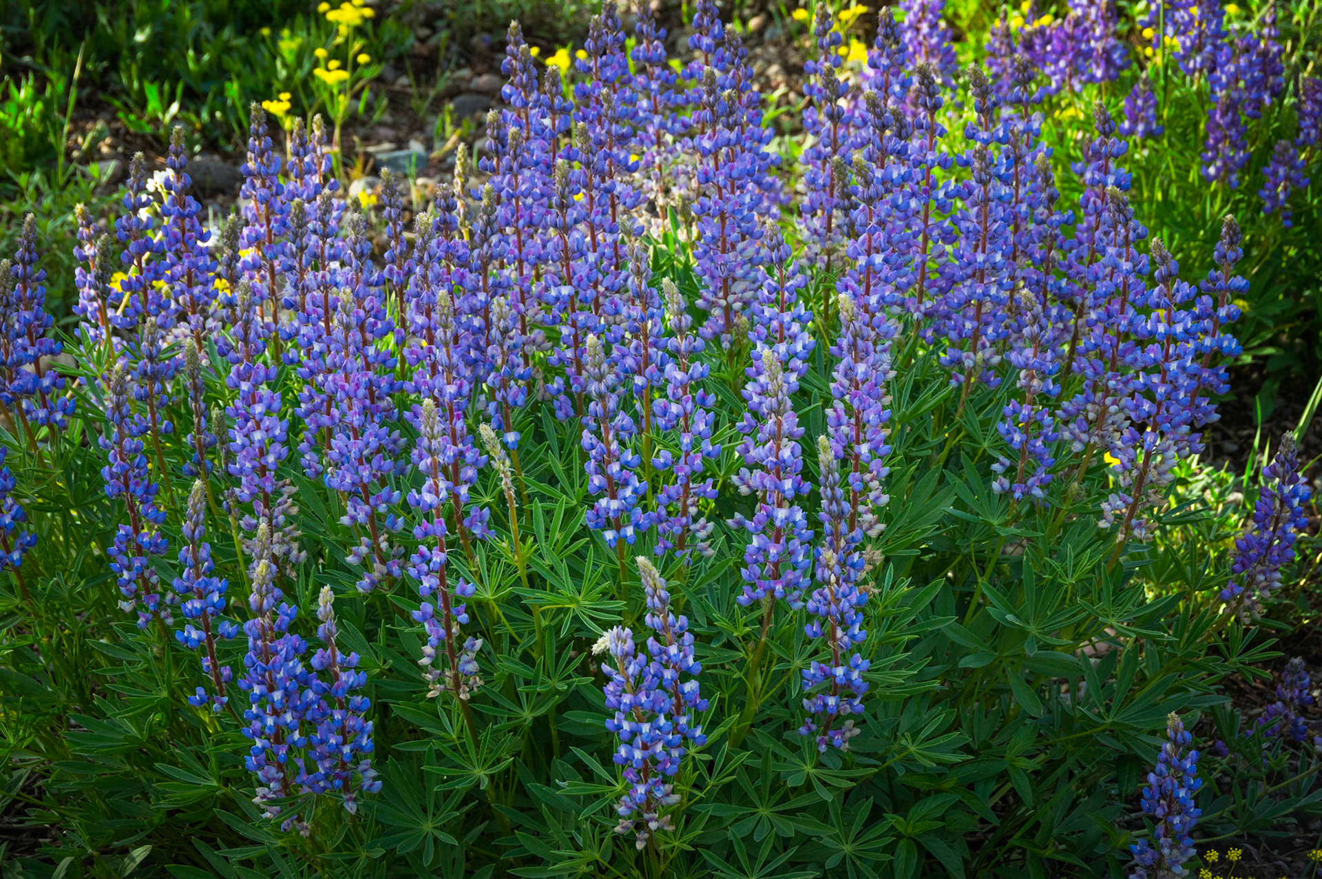 Grand Teton National Park.  18 June 2014.