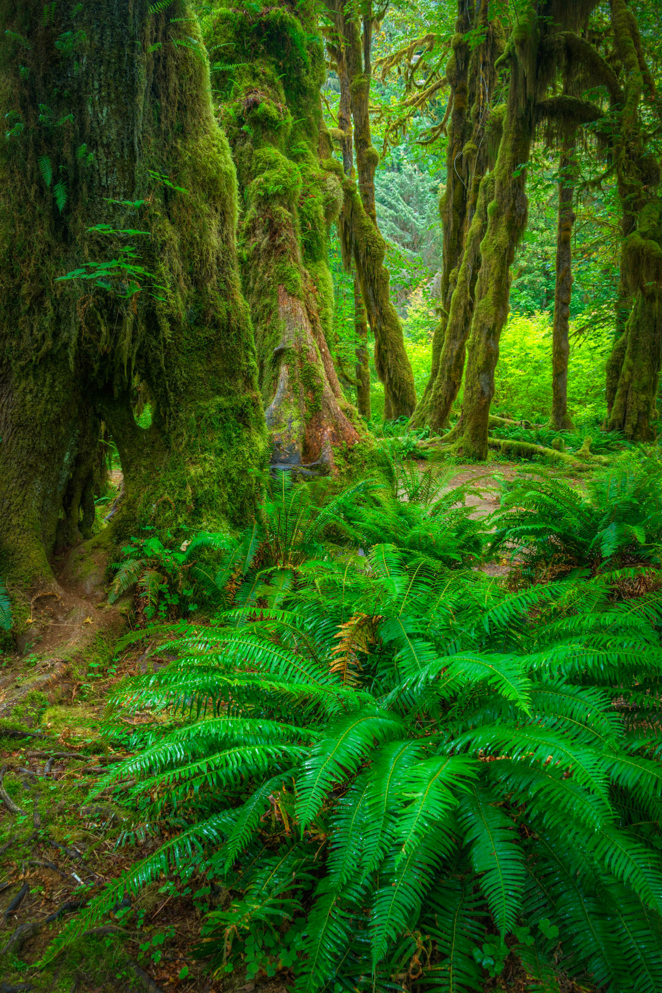 Hall of Mosses, in the Hoh Rainforest.Olympic National ParkWashingtonAugust 2, 2016This is an HDR image consisting of 5 exposures merged in Photomatix Pro. Additional processing in Lightroom and Photoshop.PENTAX K-1, TAMRON 28-300mm F3.5-6.3 Ultra zoom XRISO 100 28 mm  8.0 sec at ƒ / 11