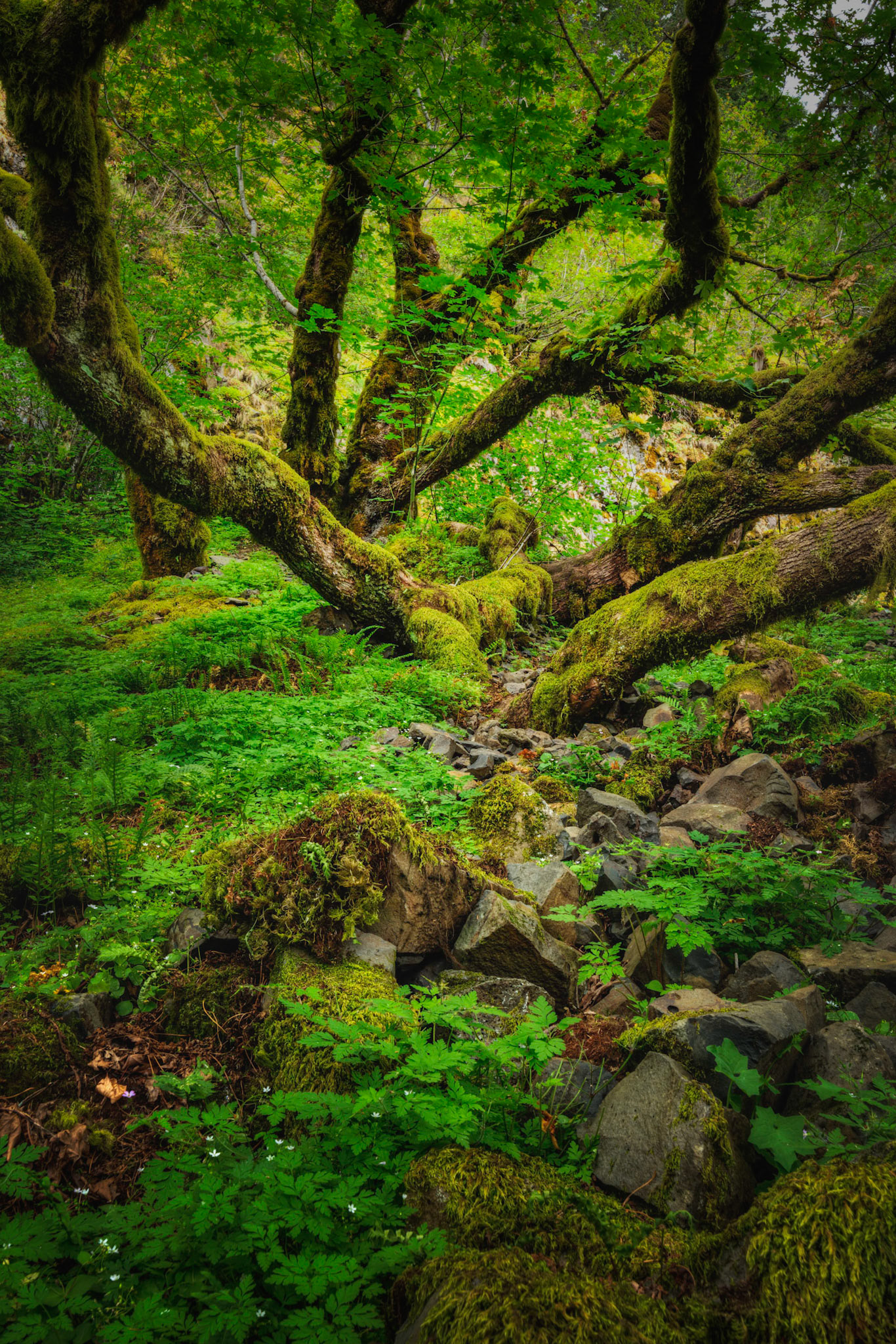 In the forests of the Pacific Northwest, you can find all kinds of scenes like this.  You need only look.Cascade Locks, OregonAugust 7, 2016This is an HDR image consisting of 5 exposures merged in Photomatix Pro. Additional processing in Lightroom and Photoshop.PENTAX K-1, HD PENTAX-D FA 15-30mm F2.8ED SDM WRISO 100 30 mm  0.5 sec at ƒ / 22