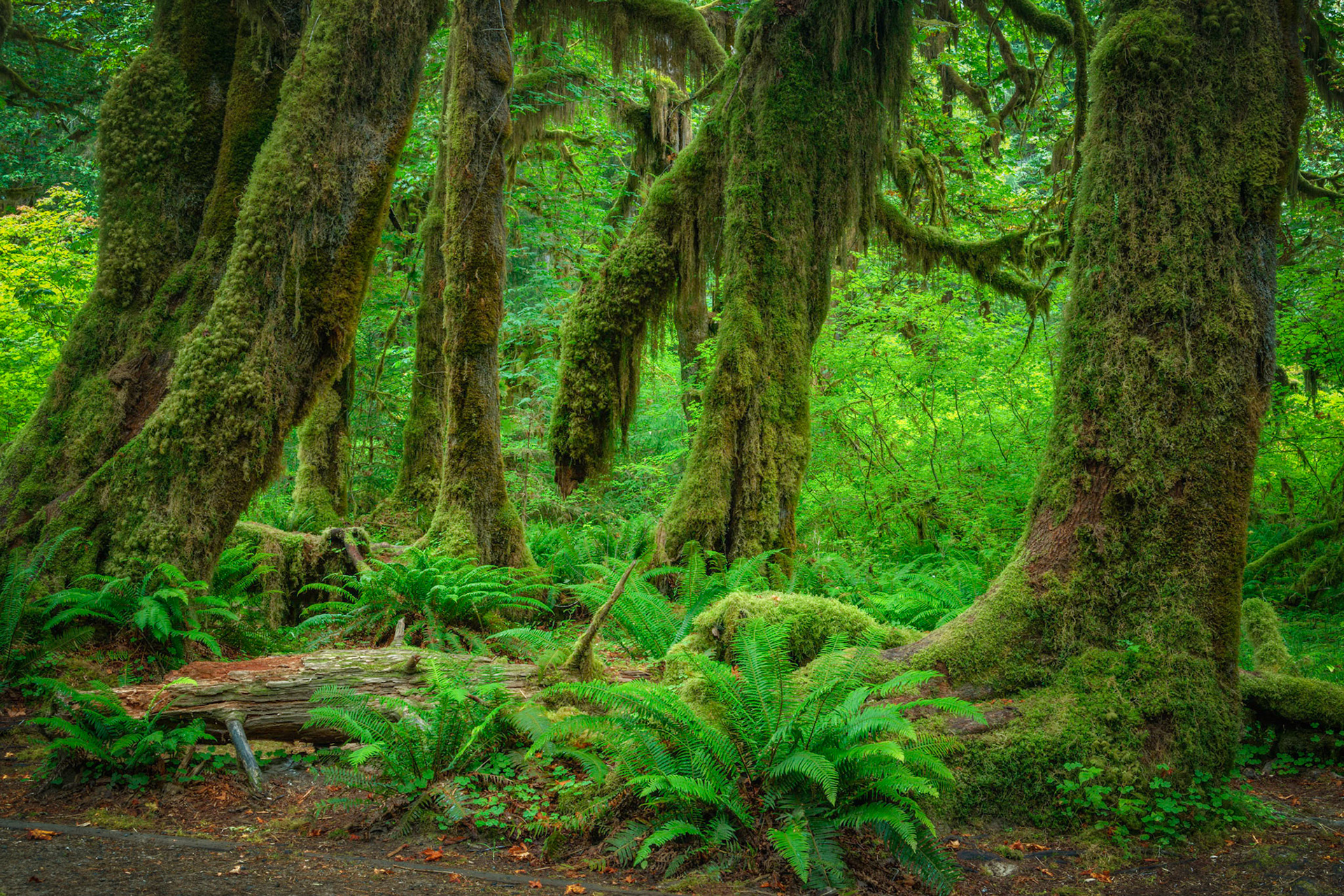 Along the Hall of Mosses, in the Hoh Rainforest.Olympic National ParkWashingtonAugust 2, 2016This is an HDR image consisting of 5 exposures merged in Photomatix Pro. Additional processing in Lightroom and Photoshop.PENTAX K-1, TAMRON 28-300mm F3.5-6.3 Ultra zoom XRISO 100 45 mm  4.0 sec at ƒ / 11